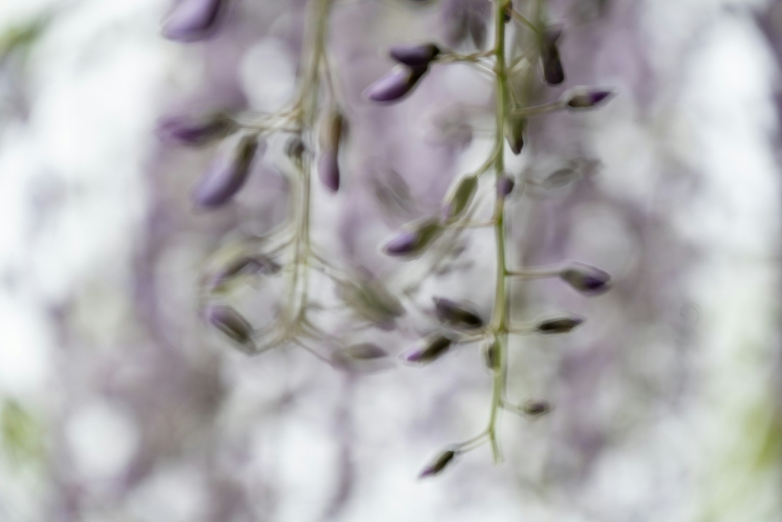 Scène magnifique de fleurs de glycine violettes suspendues