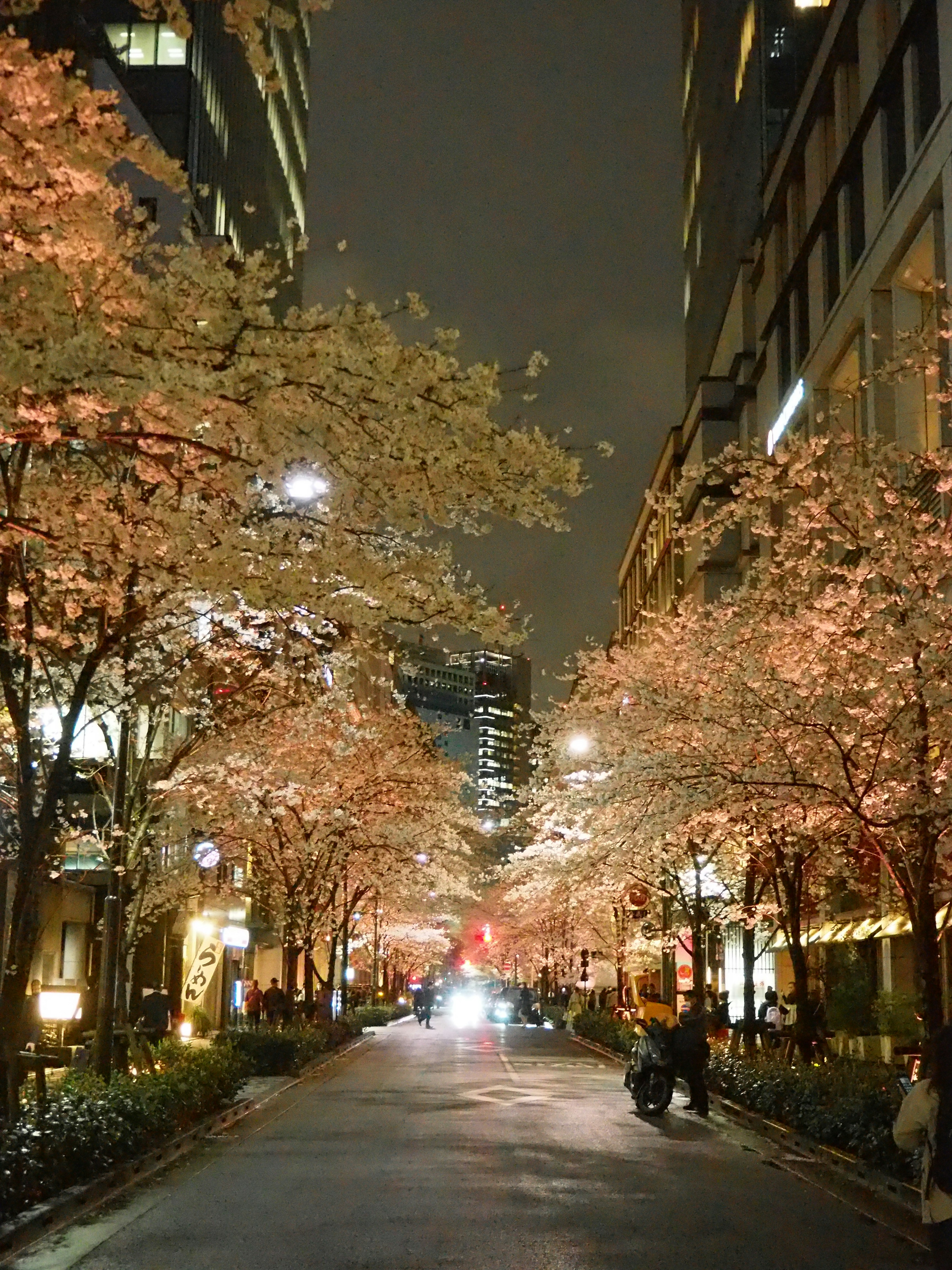 lit streetlights along a cherry blossom-lined avenue at night