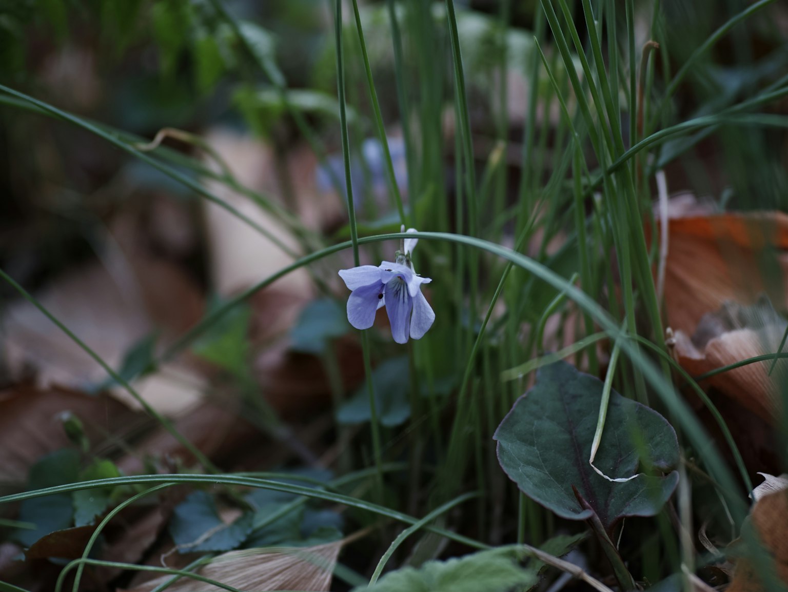 Un delicato fiore viola che sboccia tra l'erba verde e le foglie marroni