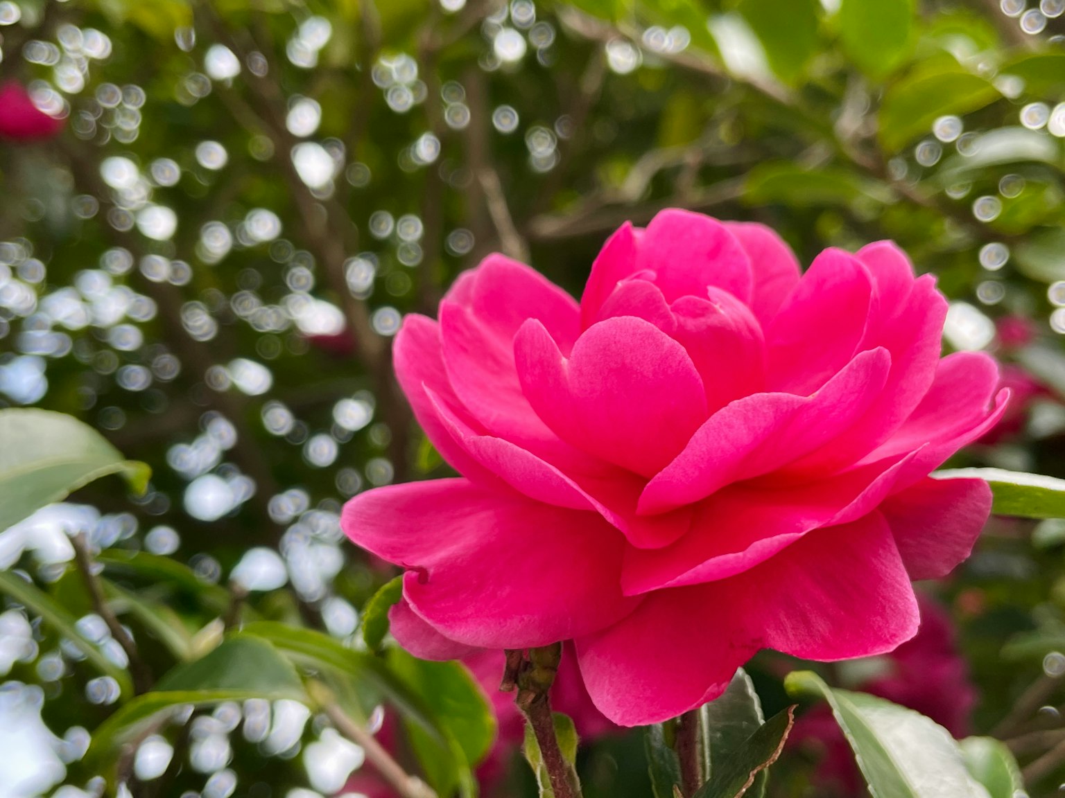 Vibrant pink flower surrounded by green leaves