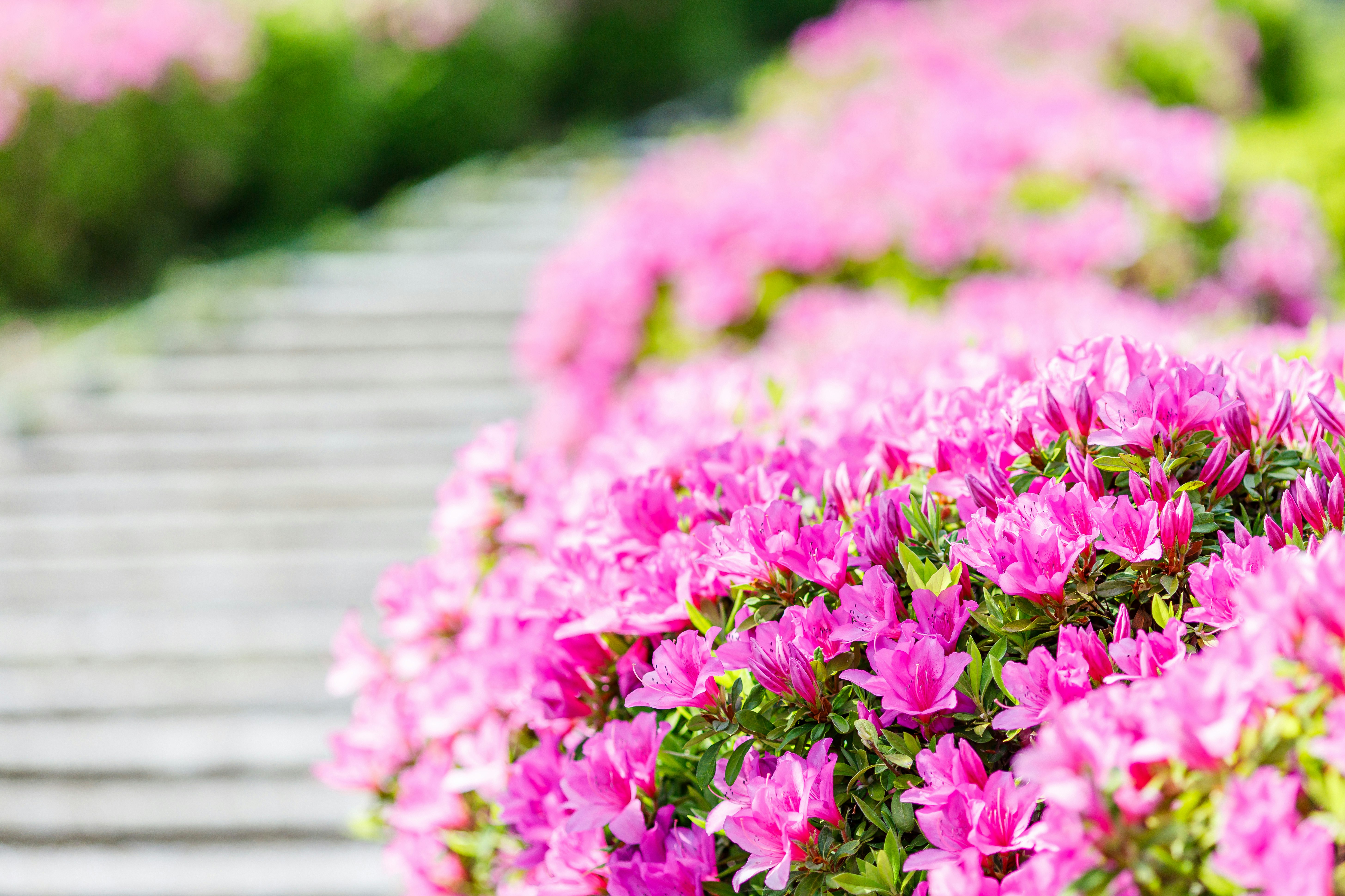 ピンクのツツジが咲く花壇の風景