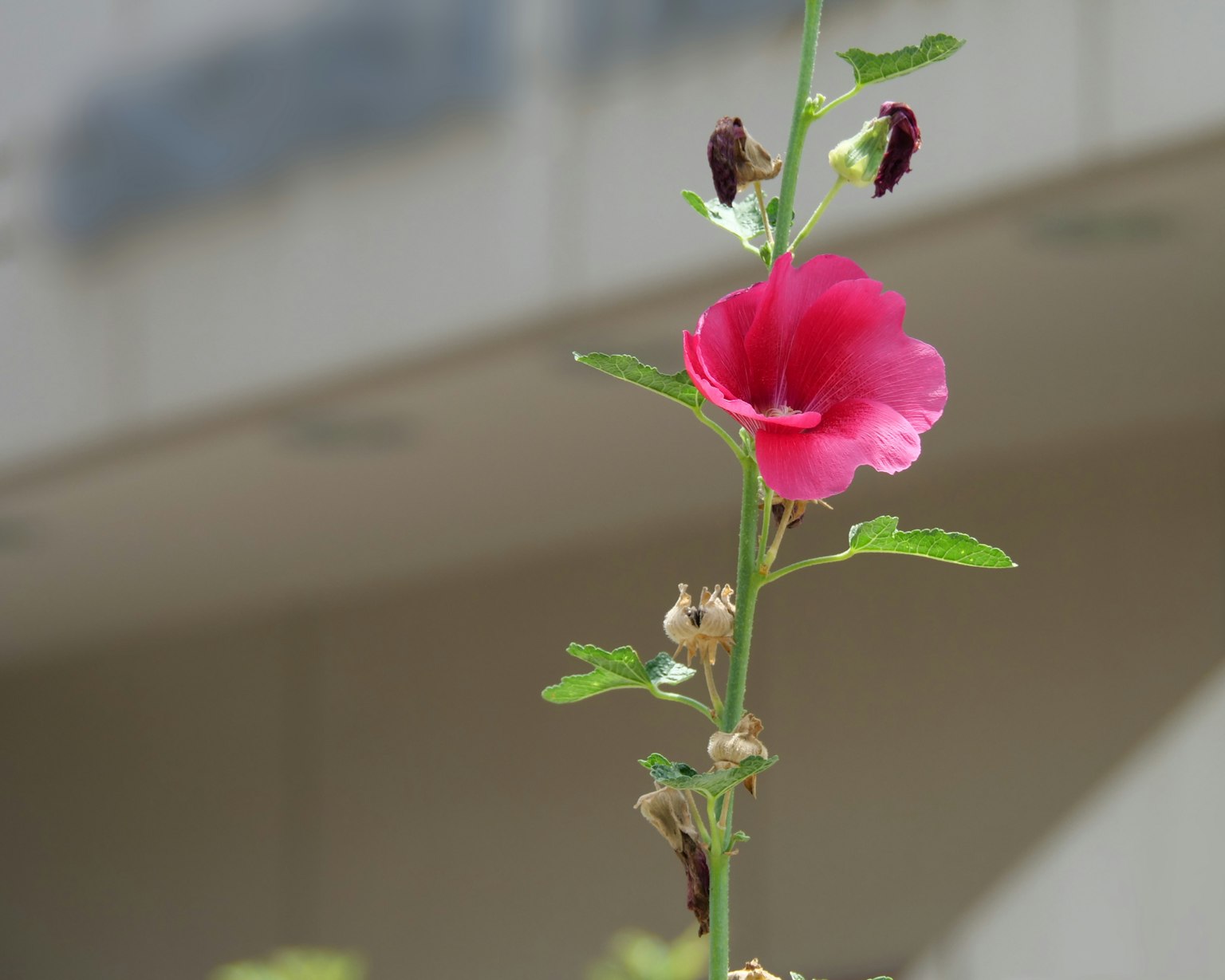 Close-up bunga pink cerah dengan daun hijau pada tanaman