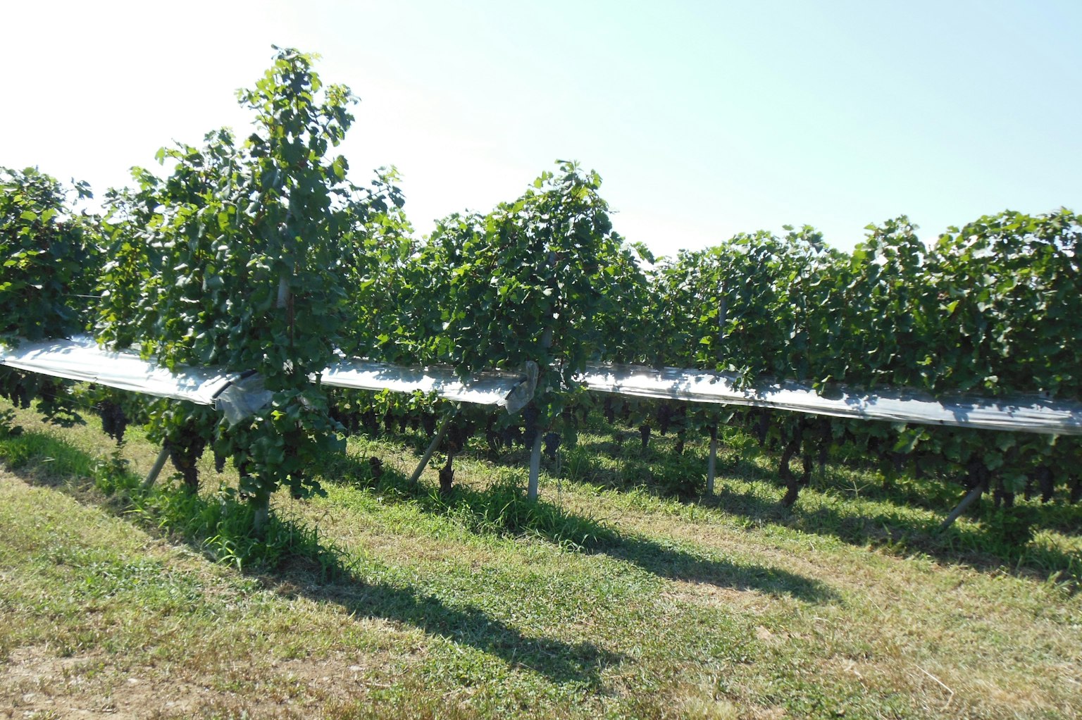 A landscape of a vineyard with green grapevines