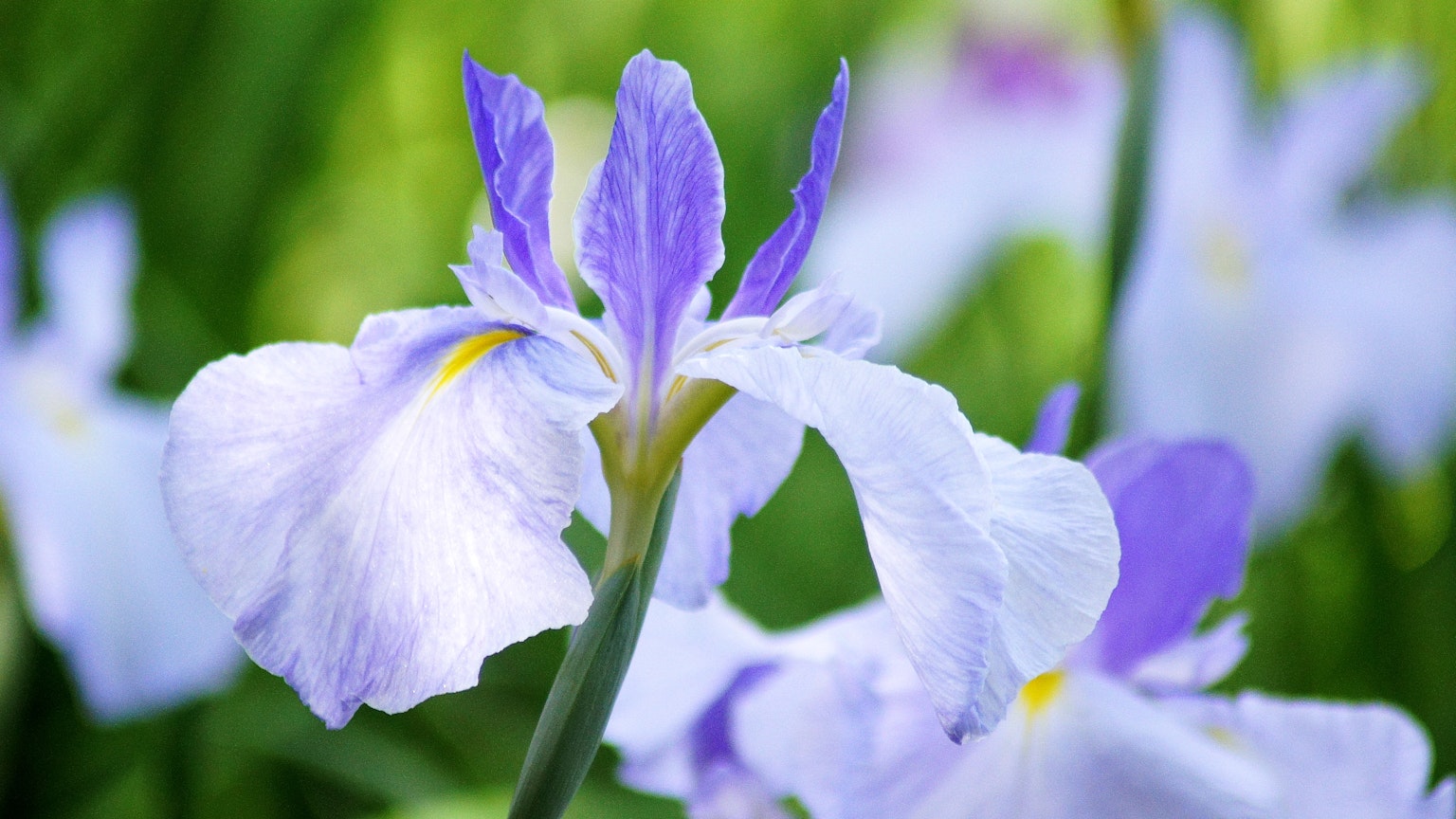 Fiori di iris con petali blu e viola in fiore