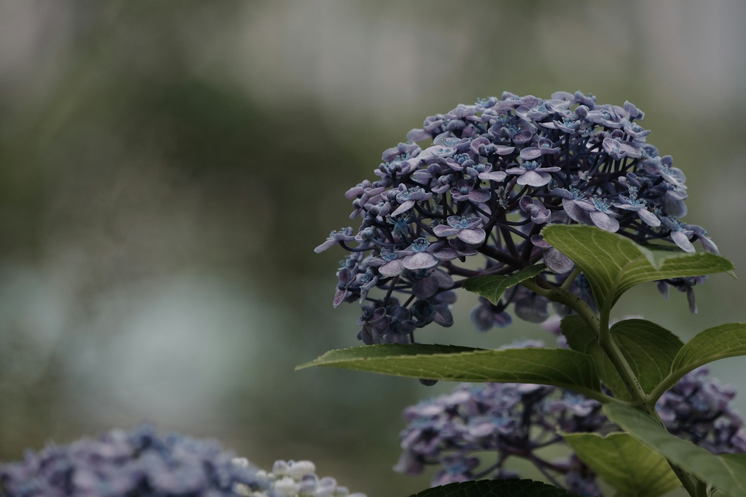 Photo en gros plan d'une plante avec des fleurs bleu-violet