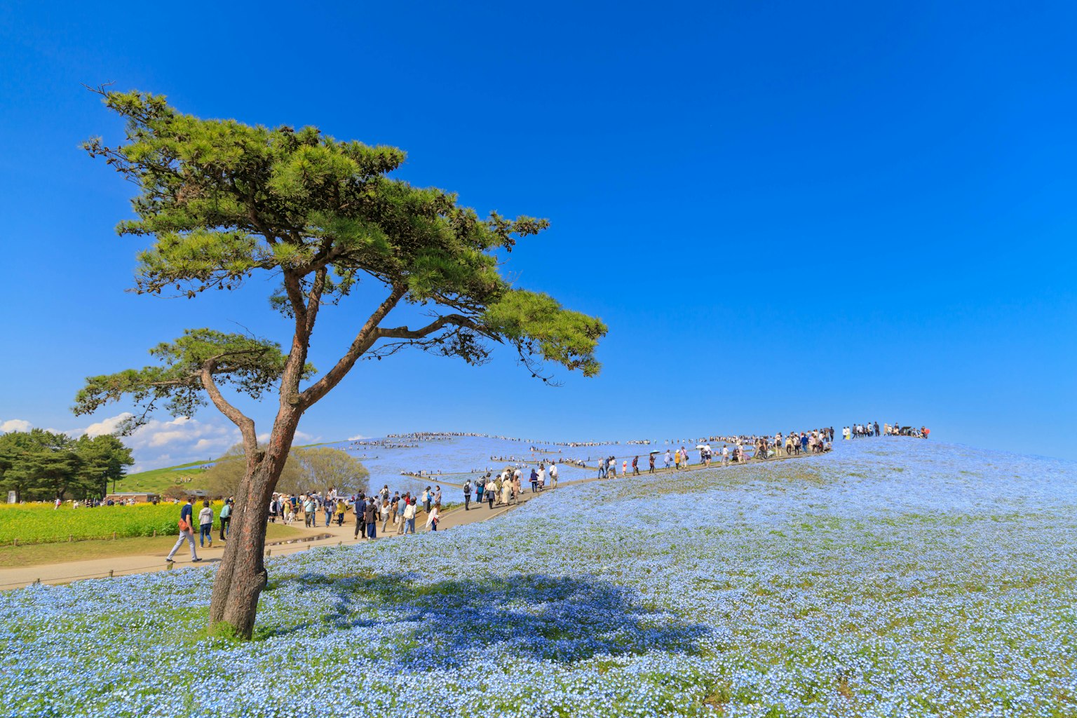 Pohon berdiri di ladang bunga biru dengan wisatawan
