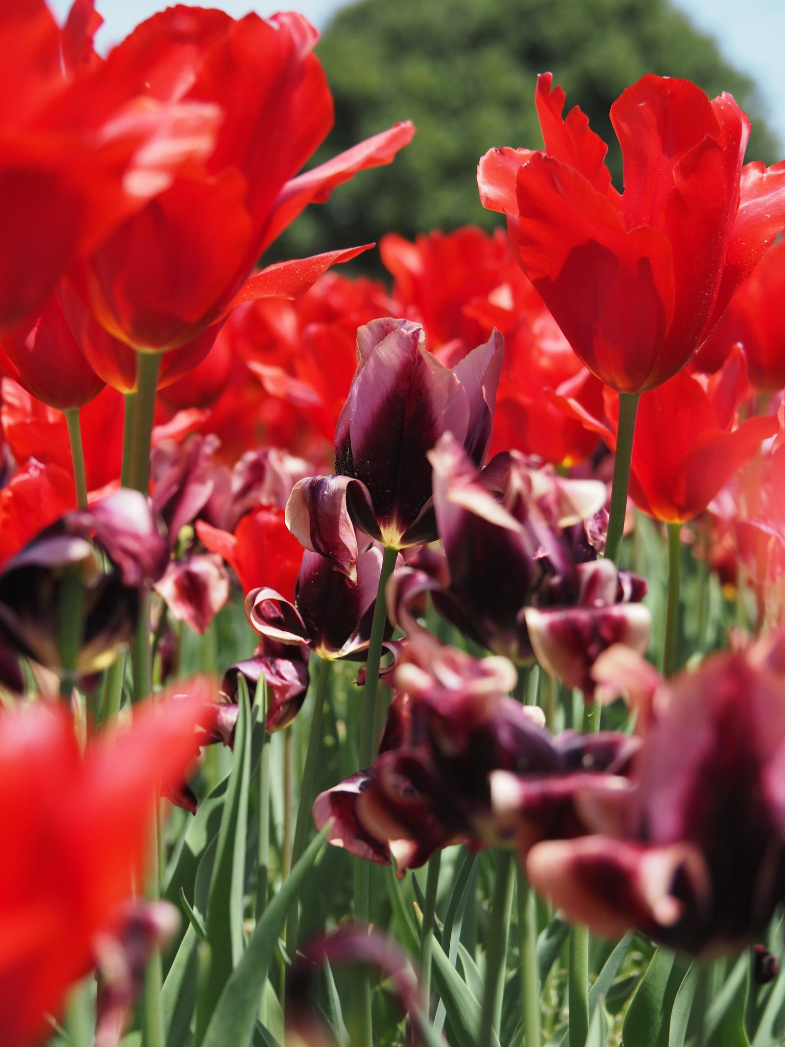 Close-up ladang dengan tulip merah dan ungu
