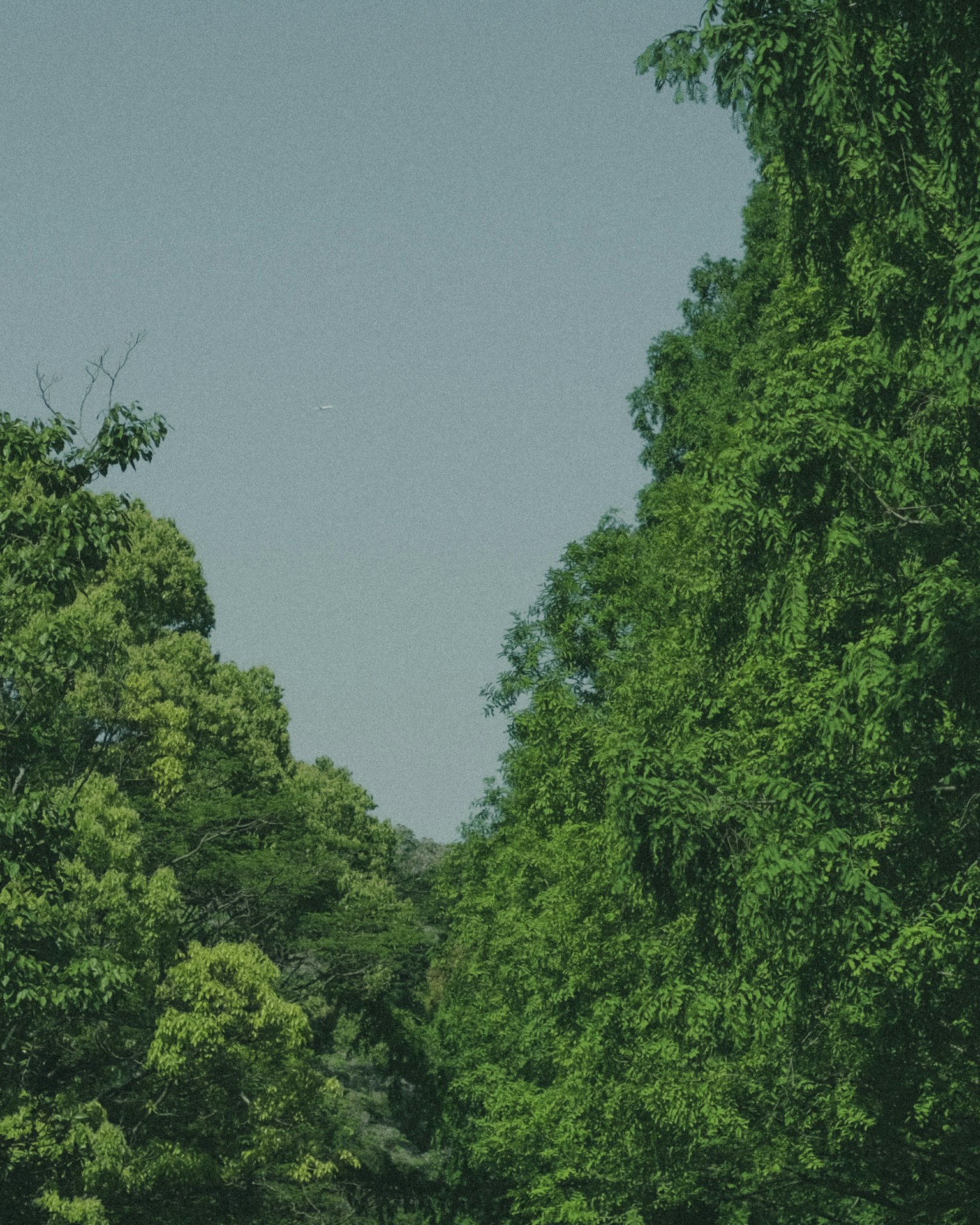 Landscape featuring lush green trees under a blue sky