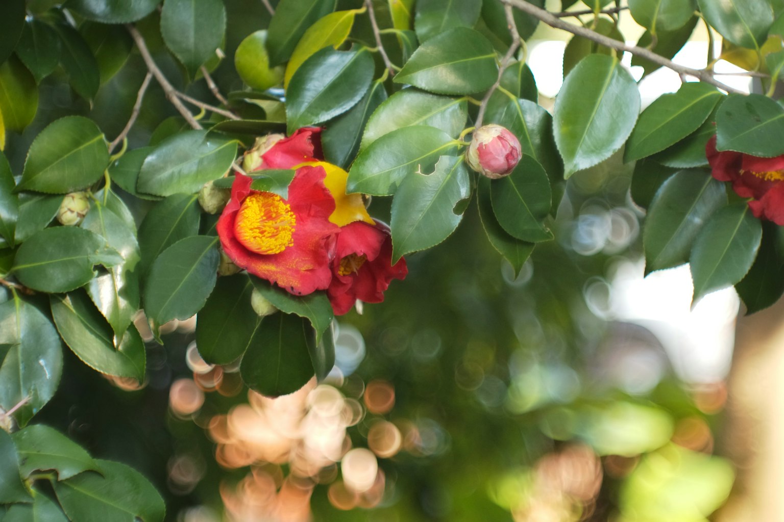 Beautiful red and yellow flowers visible among green leaves