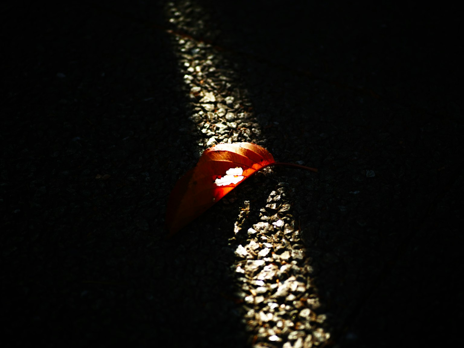 一片發光的紅葉 resting 在黑暗的路面上，伴隨著反射的光