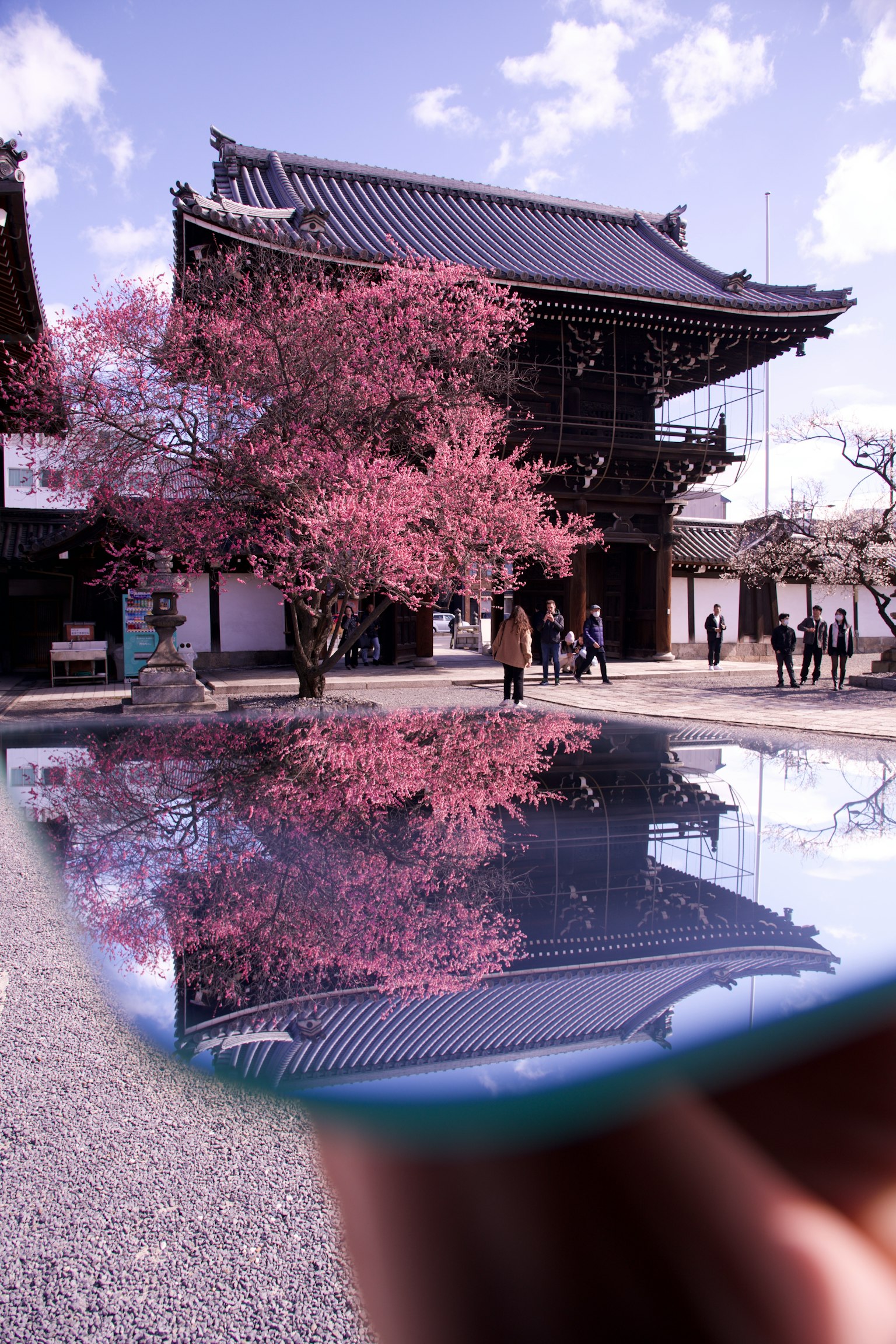 Bellissimo scenario con riflesso di un albero di ciliegio rosa e un edificio giapponese tradizionale