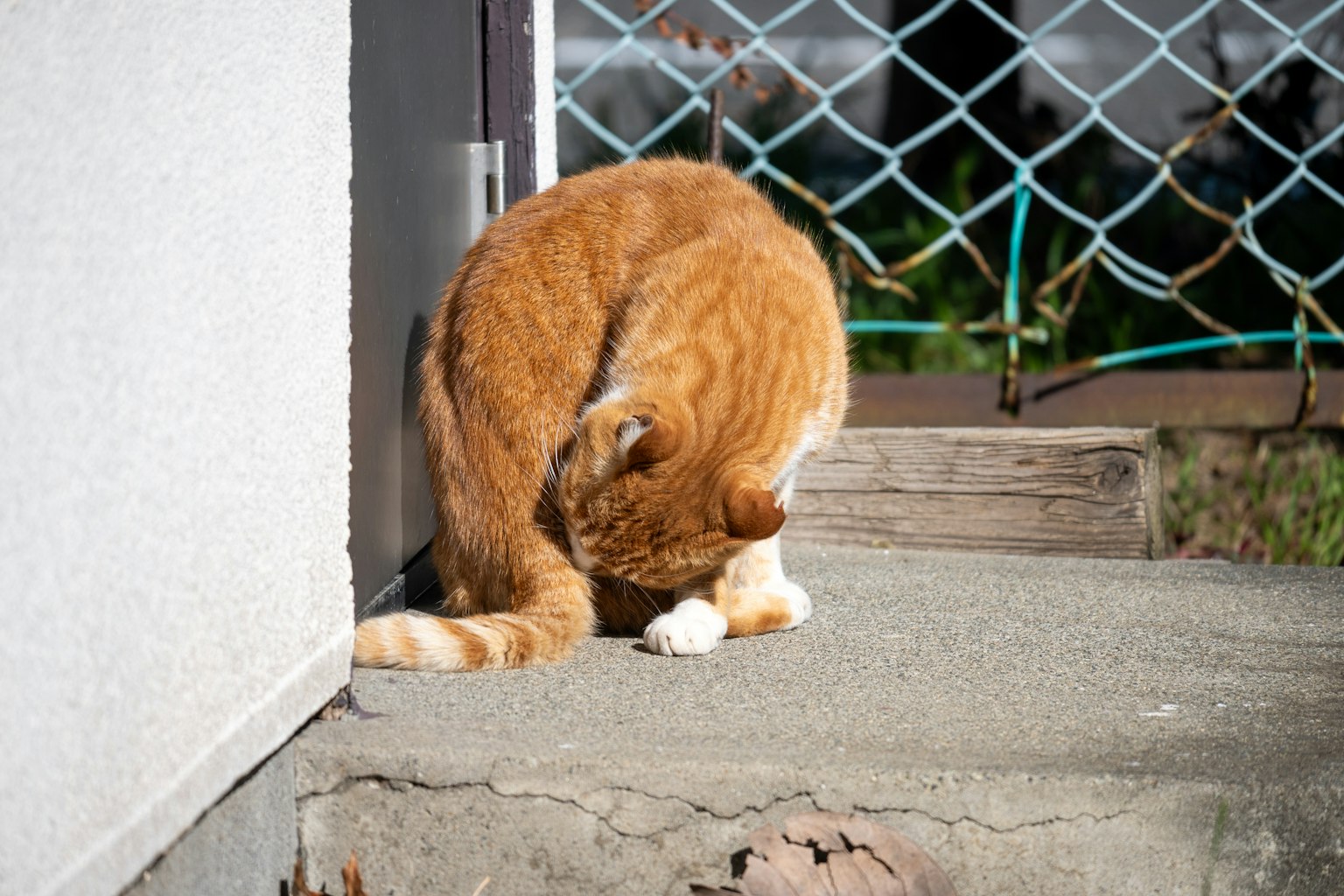 Gato naranja inclinando la cabeza cerca de una pared
