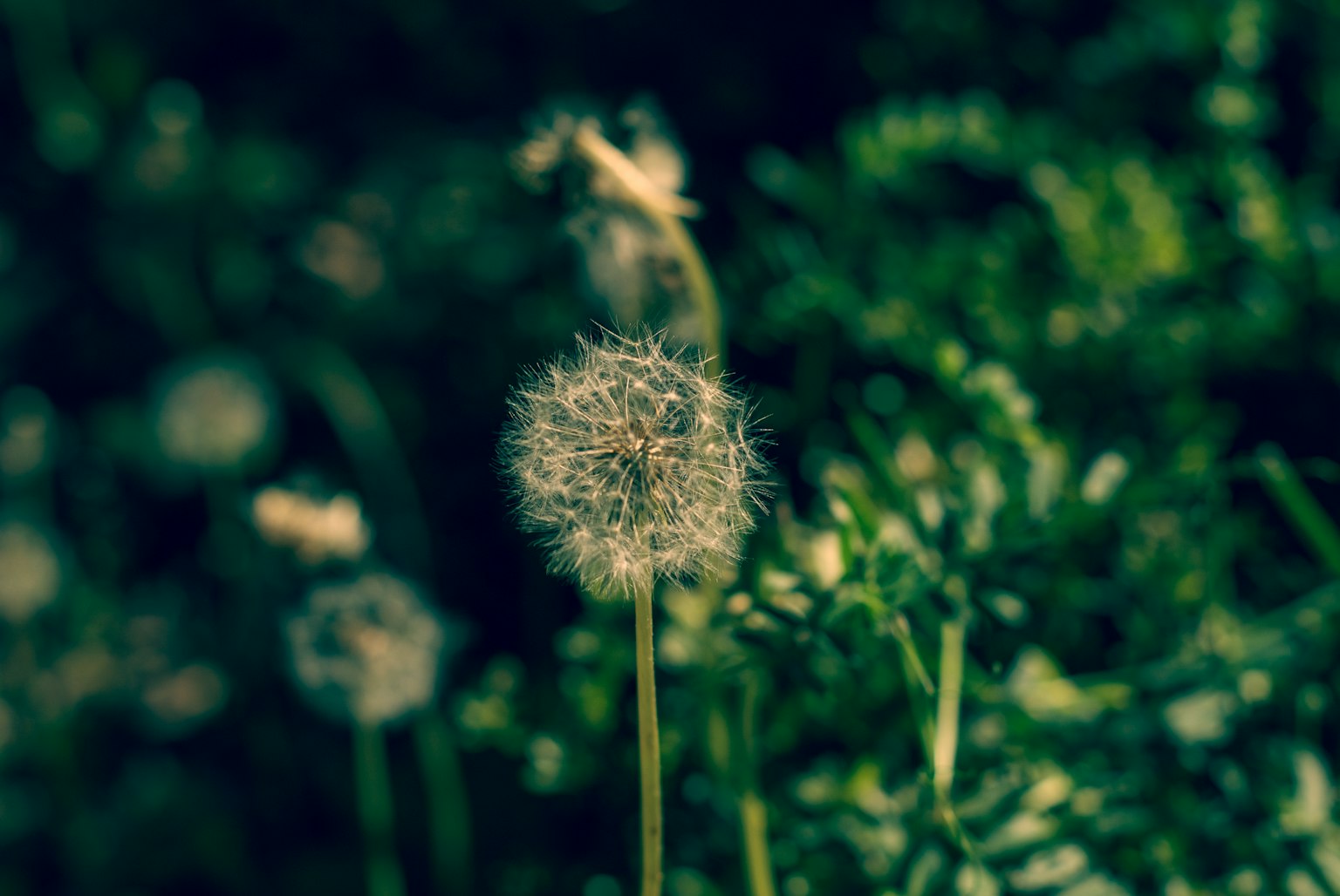 Dandelion puffball against a green background