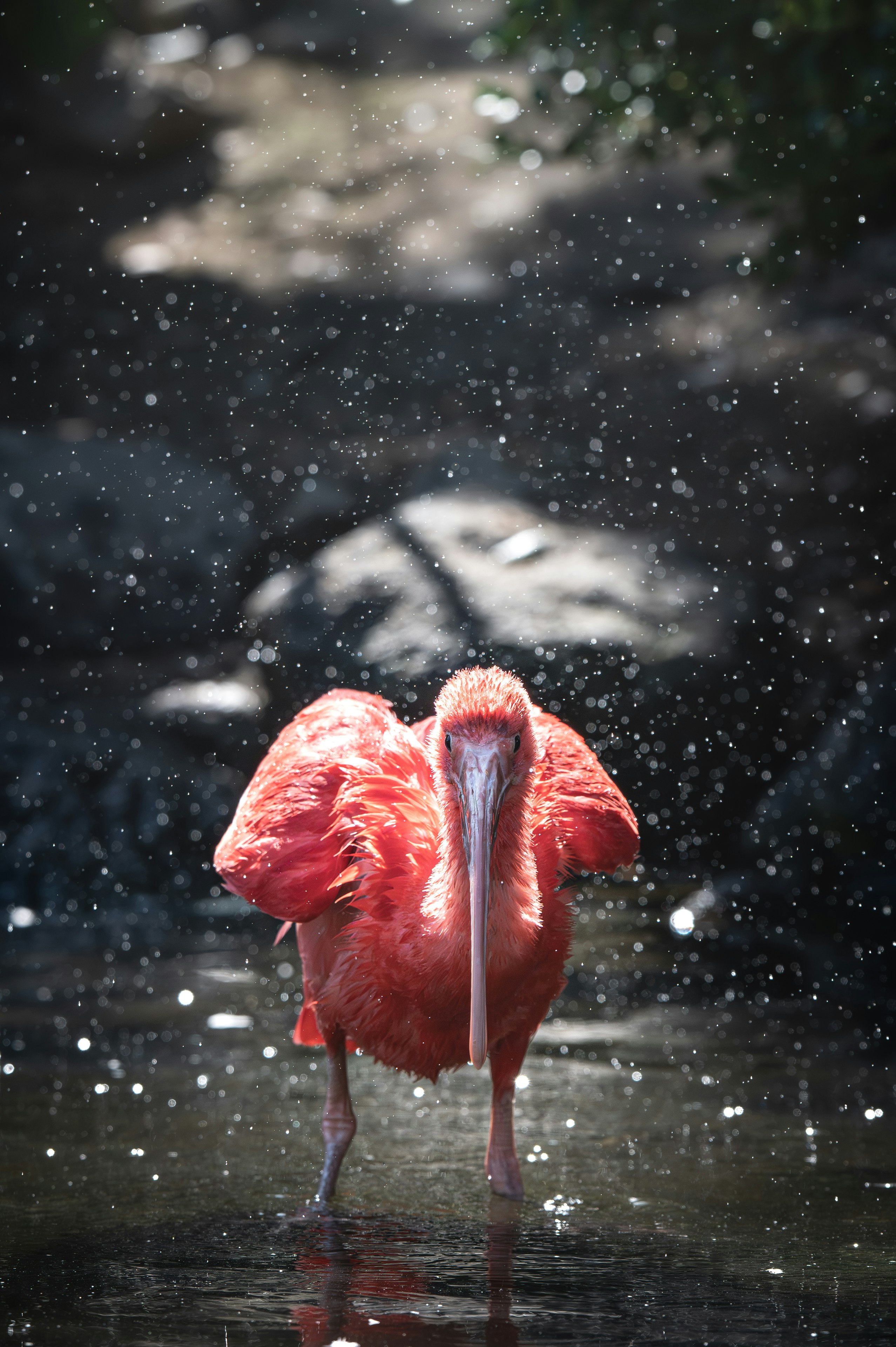 Red flamingo splashing in the rain
