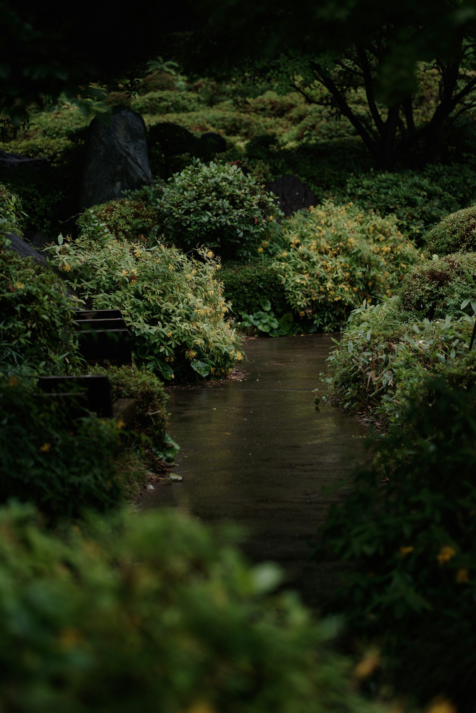A serene stream flowing through a lush garden filled with greenery