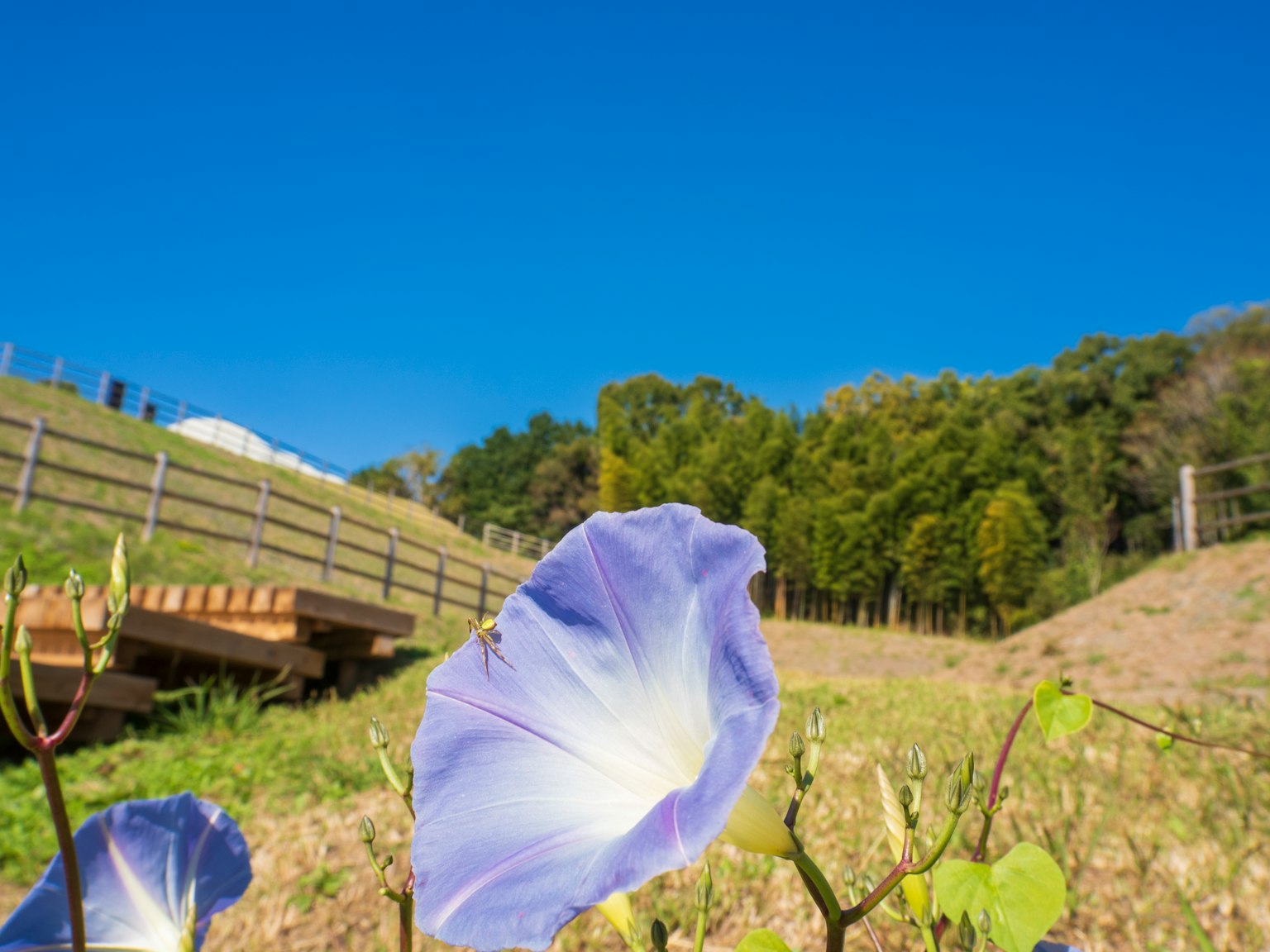Purple morning glory flower under a clear blue sky with green hills