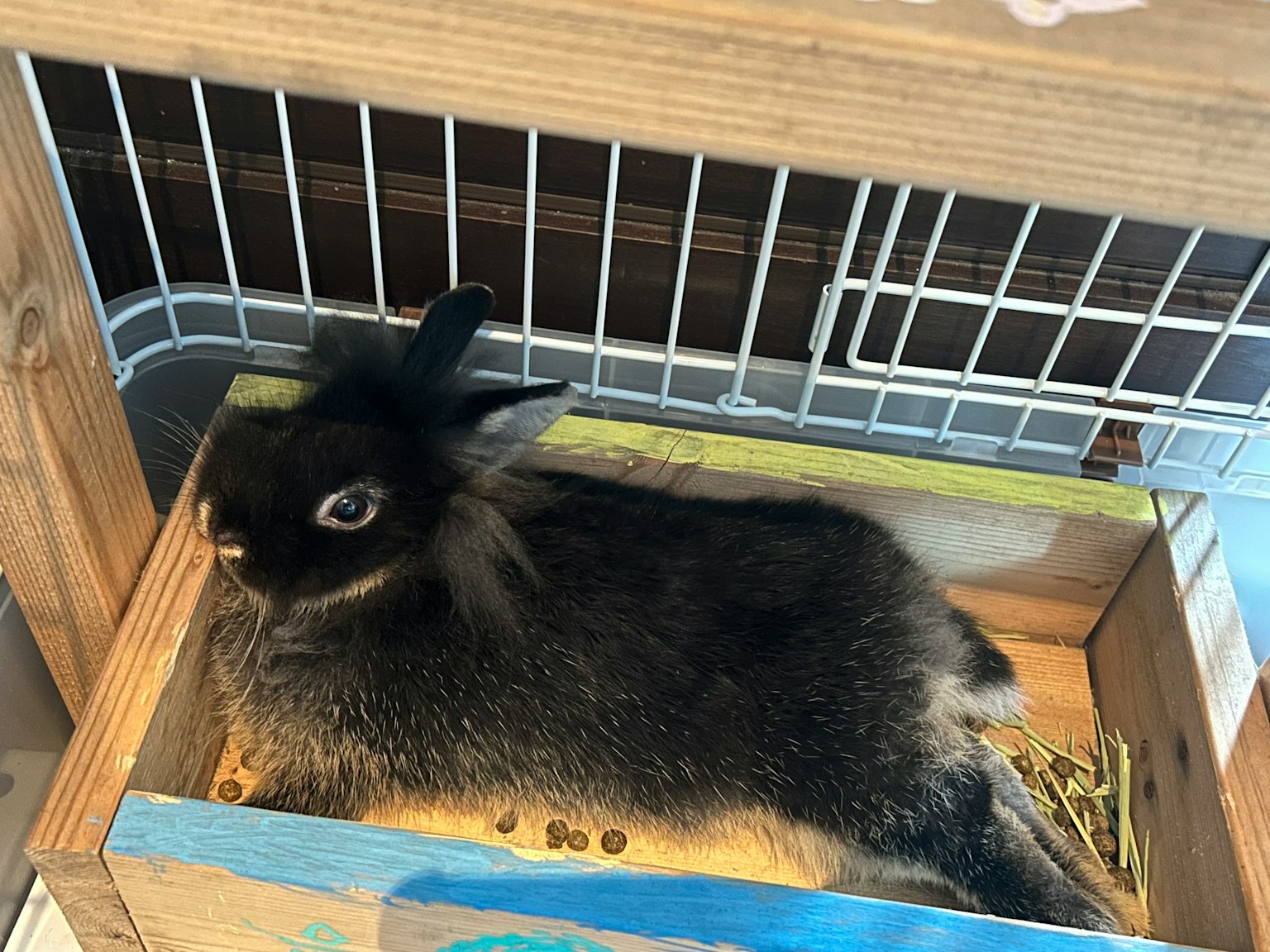 A black rabbit resting inside a wooden box