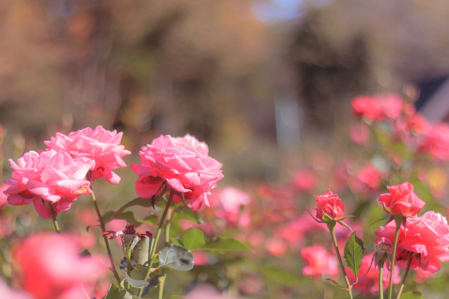 Un jardín con rosas rosas en flor