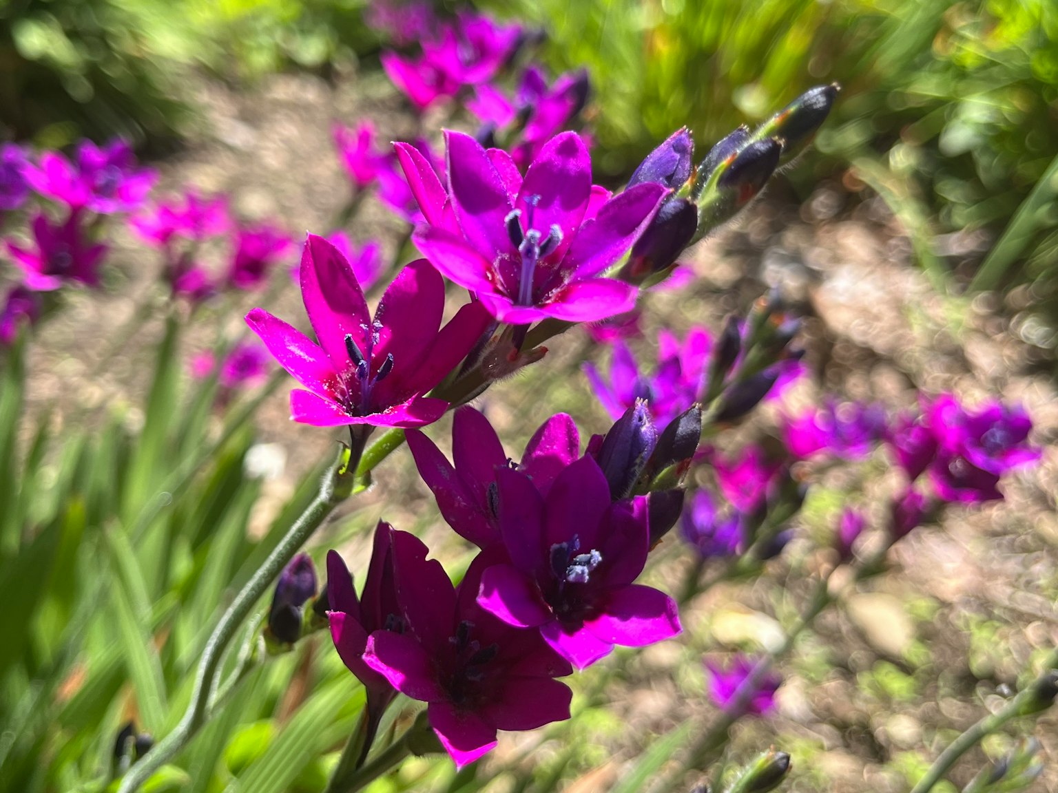 Lebendige lila Blumen blühen in einem Garten