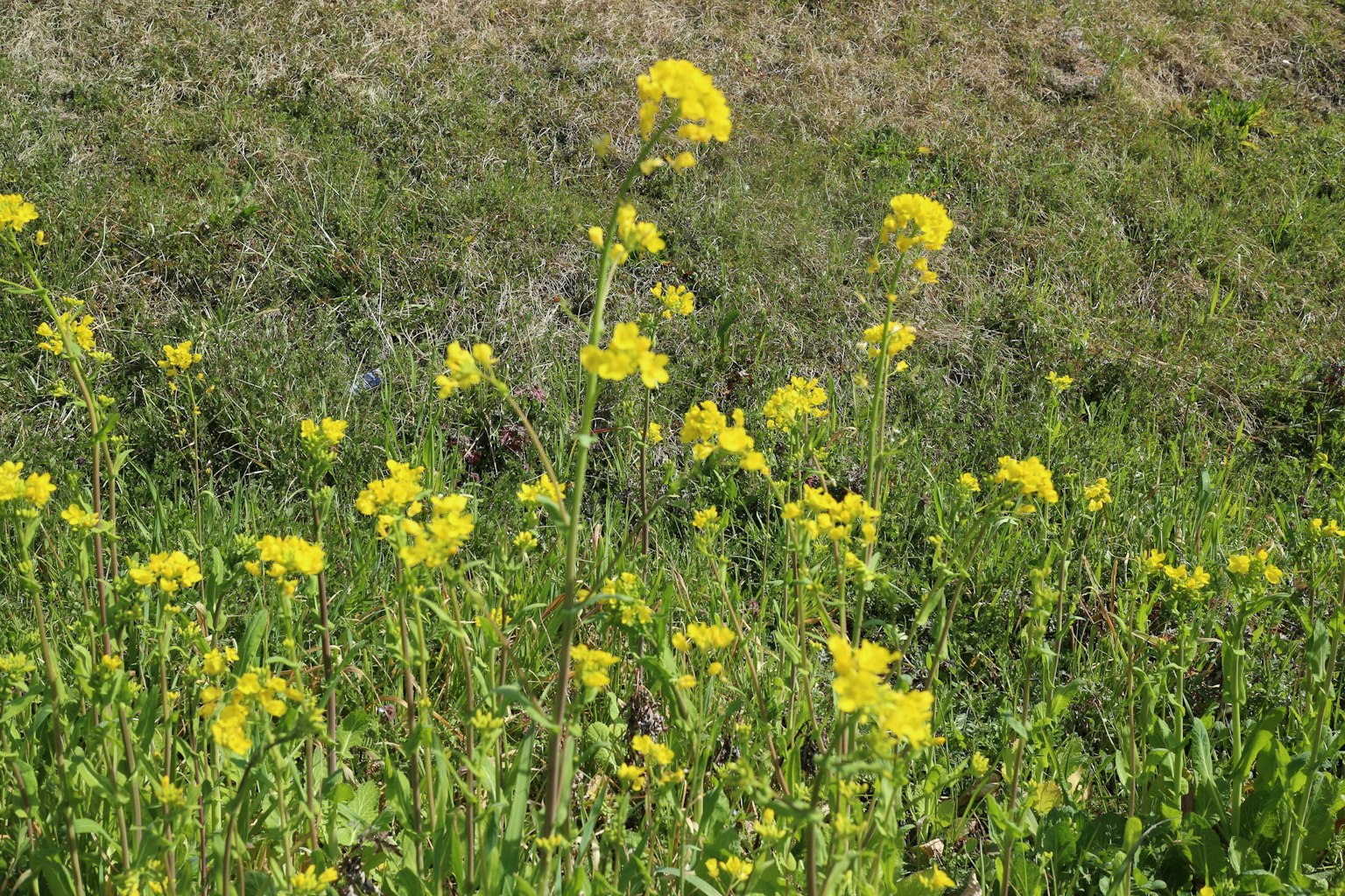 Field of bright yellow flowers with green foliage