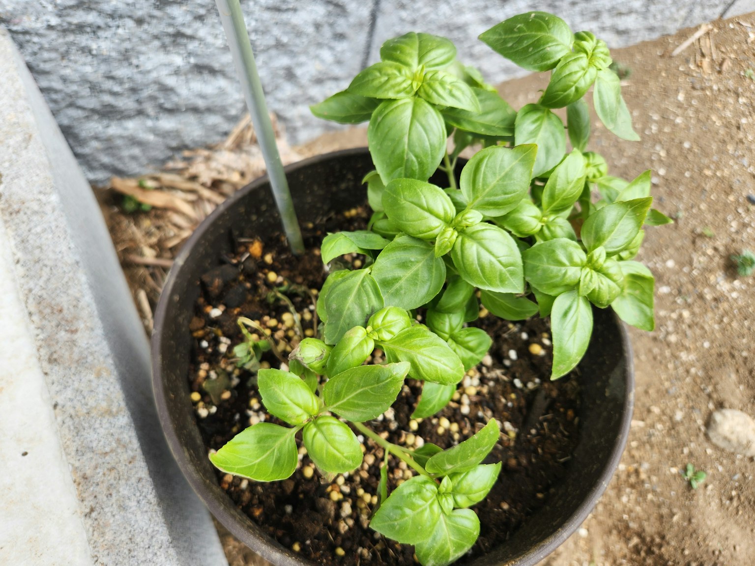 Plántulas de albahaca verdes creciendo en una maceta