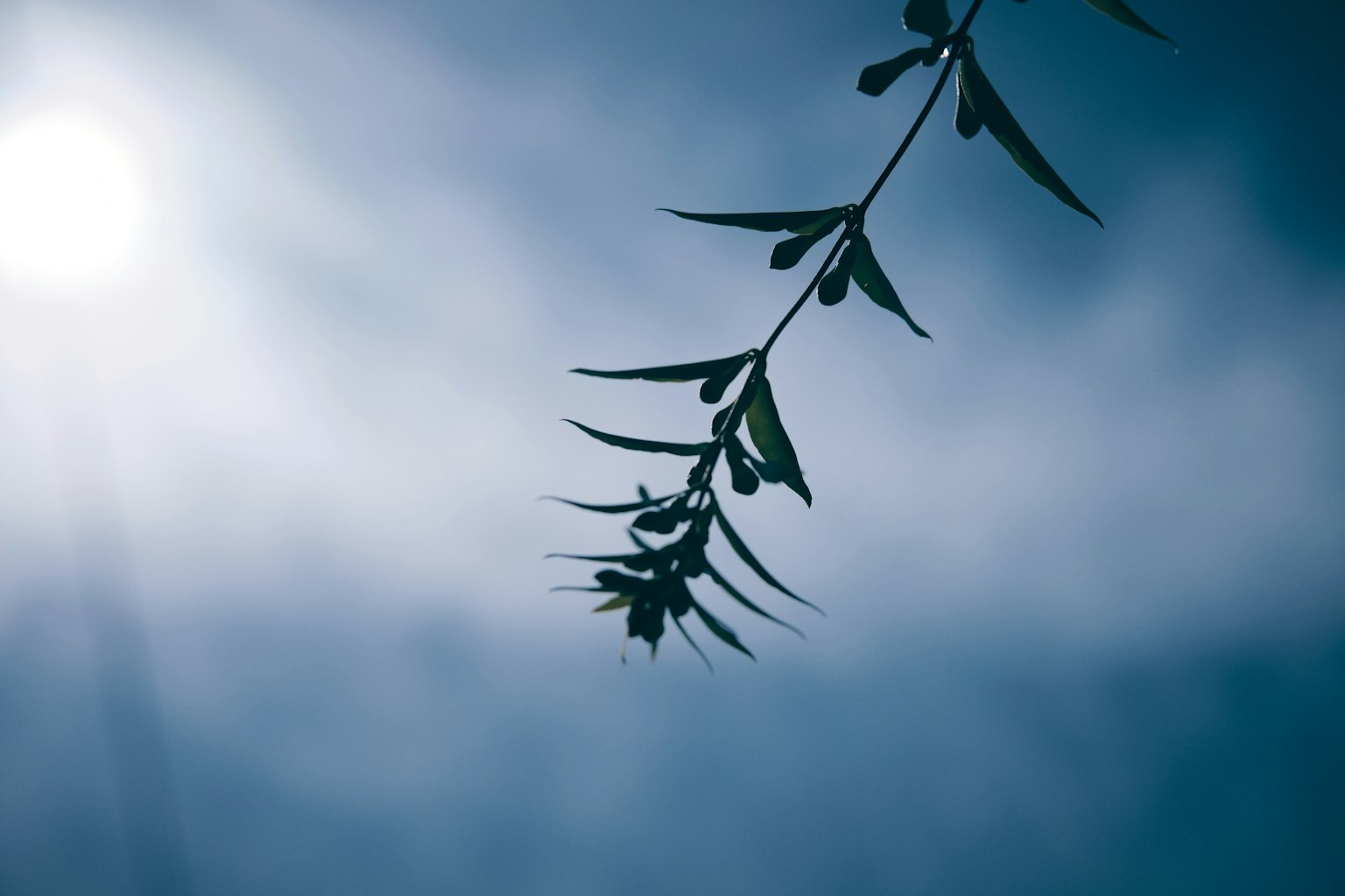 Silhouette di un ramo foglioso contro un cielo blu