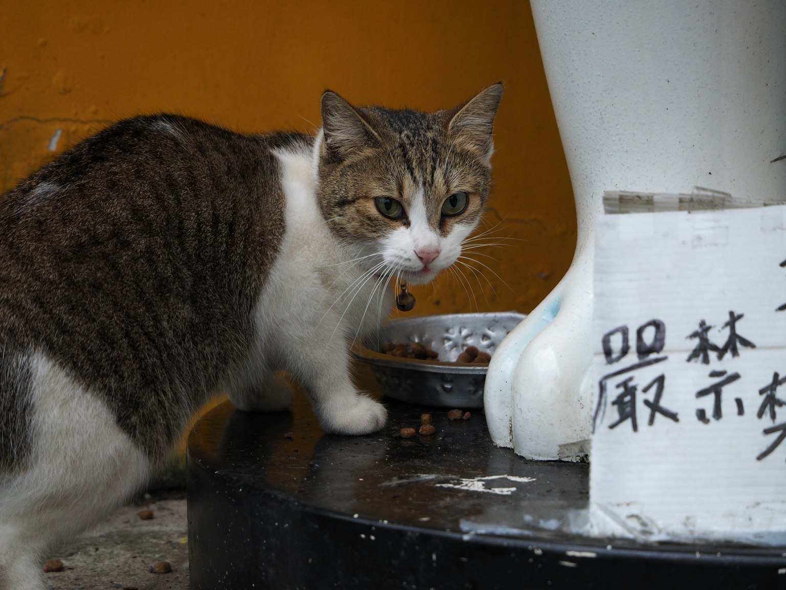 Seekor kucing sedang makan dari mangkuk dengan latar belakang dinding oranye