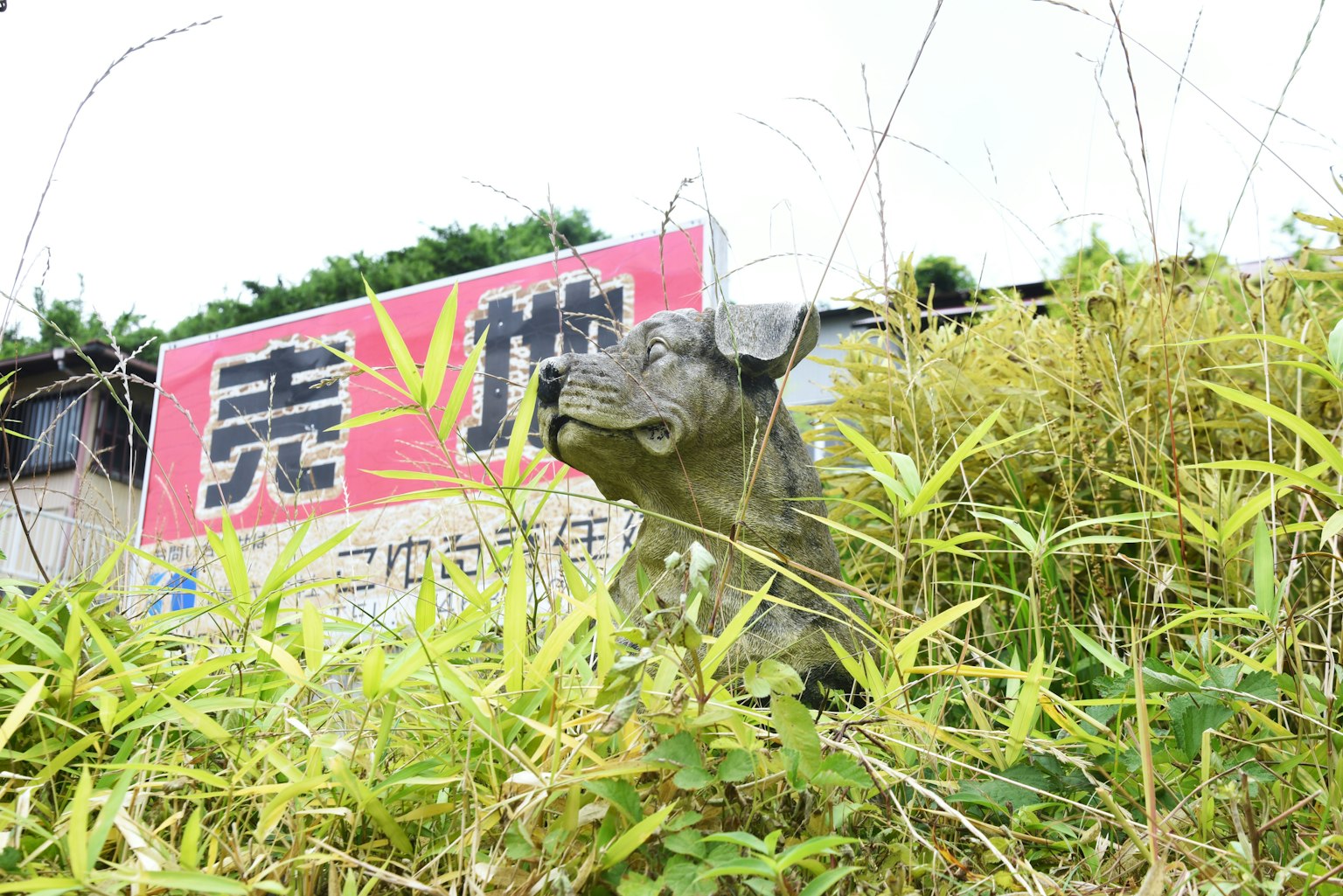 Escultura de perro rodeada de hierba con un letrero al fondo