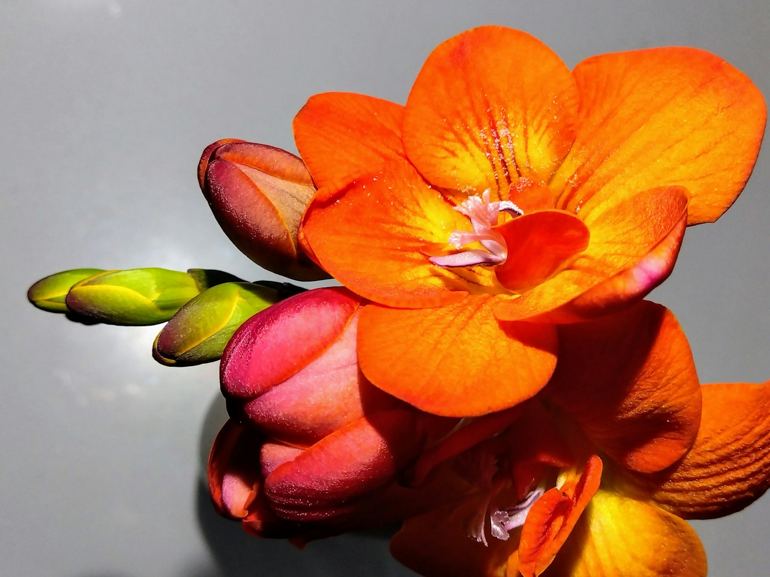 Primer plano de flores naranjas vibrantes y capullos