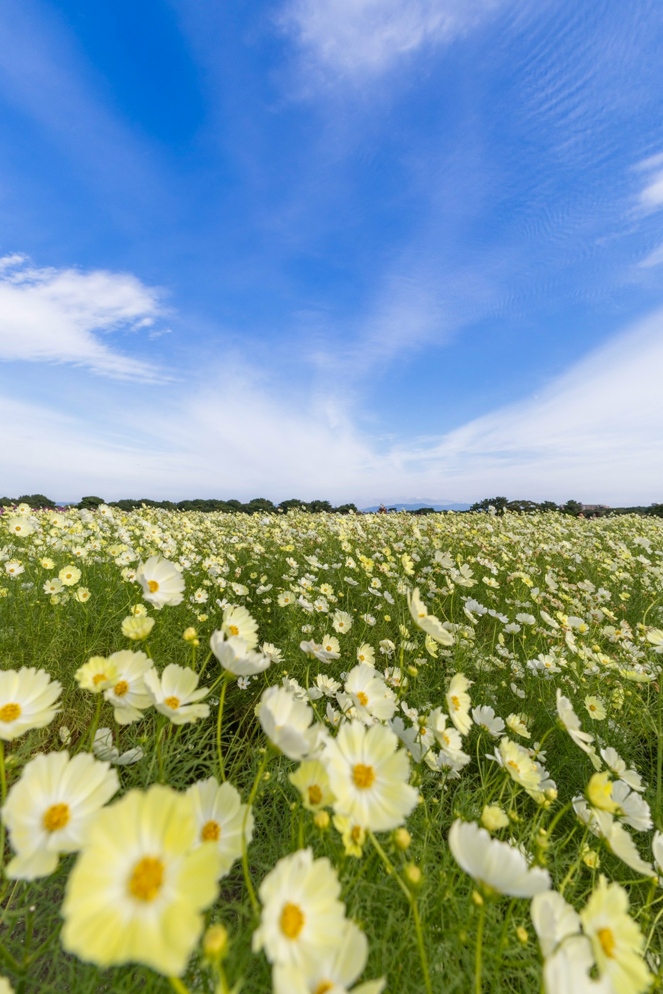 コスモス畑の広がる青空の下の花景色
