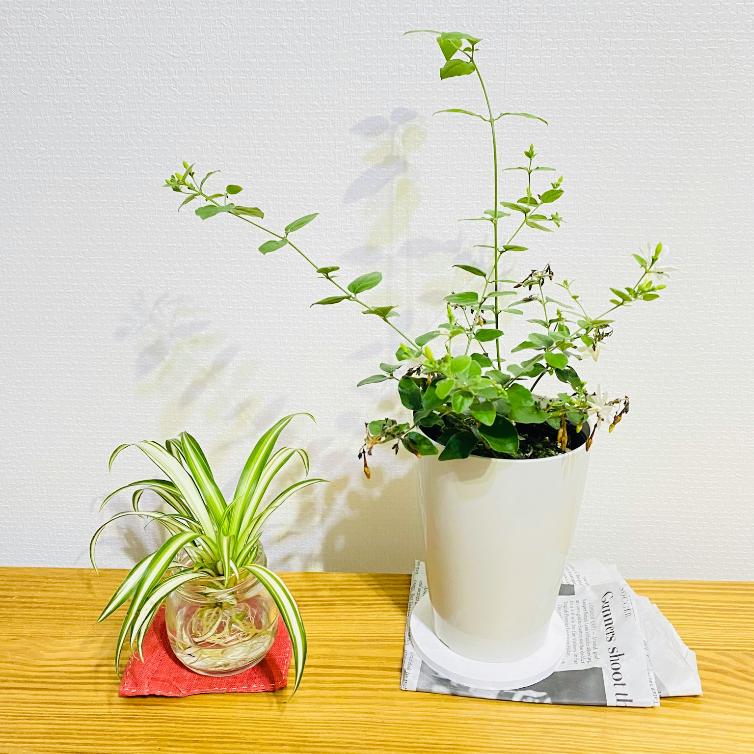 一个白色花盆里的绿色植物和一个玻璃容器里的小植物放在木桌上