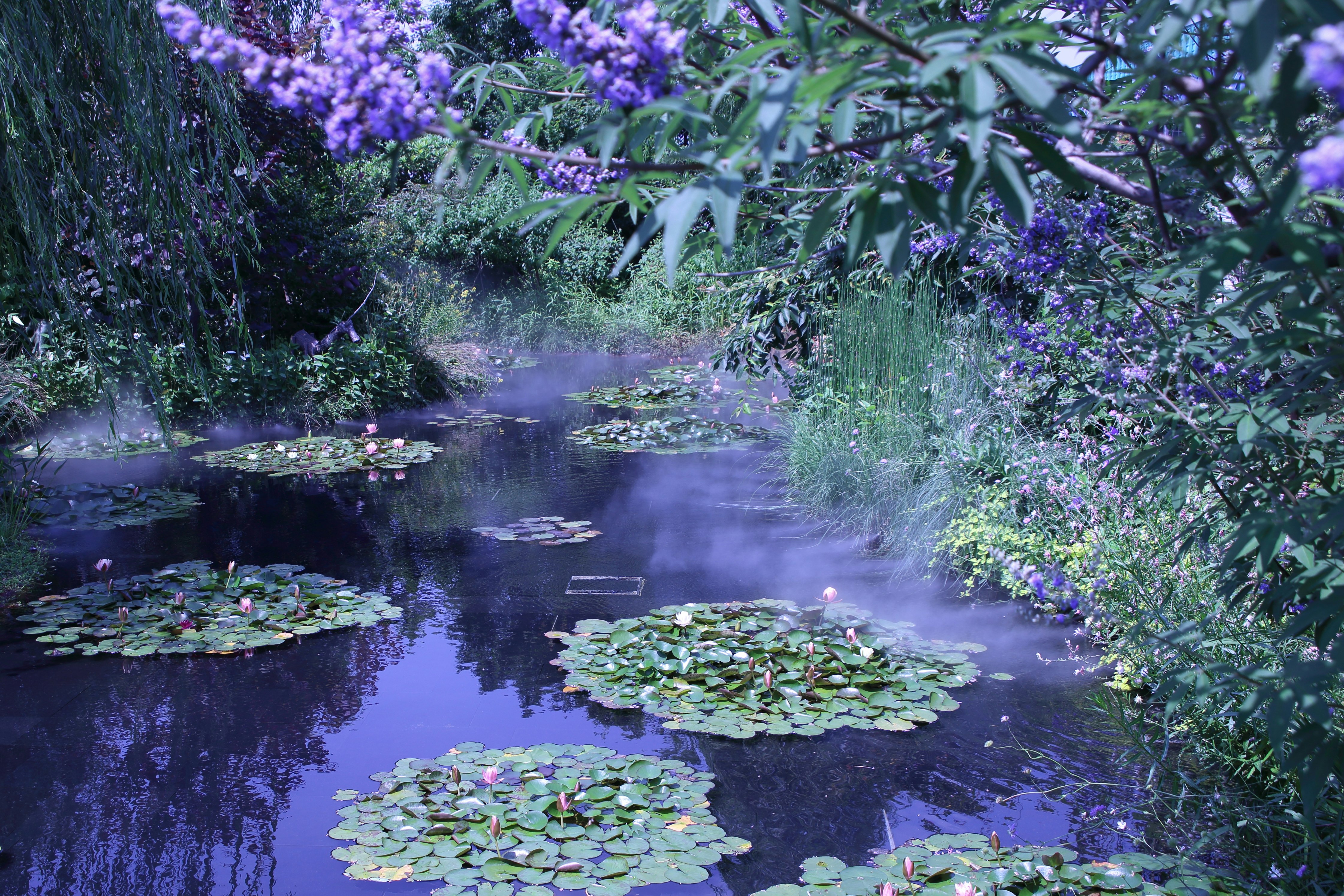 紫の花が咲く池の水面と水草のある風景