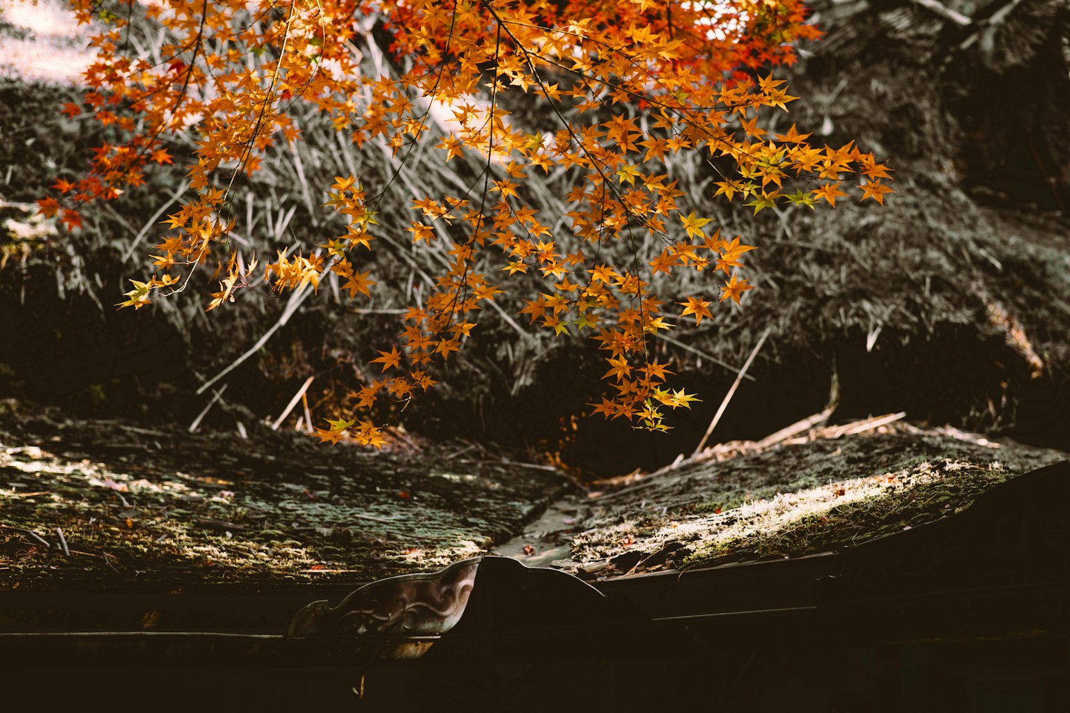 Vue panoramique de feuilles d'automne reflétées sur l'eau calme avec des troncs d'arbres tombés