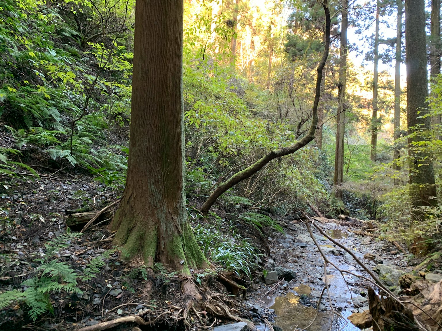 Pemandangan indah aliran sungai di hutan dengan pohon besar