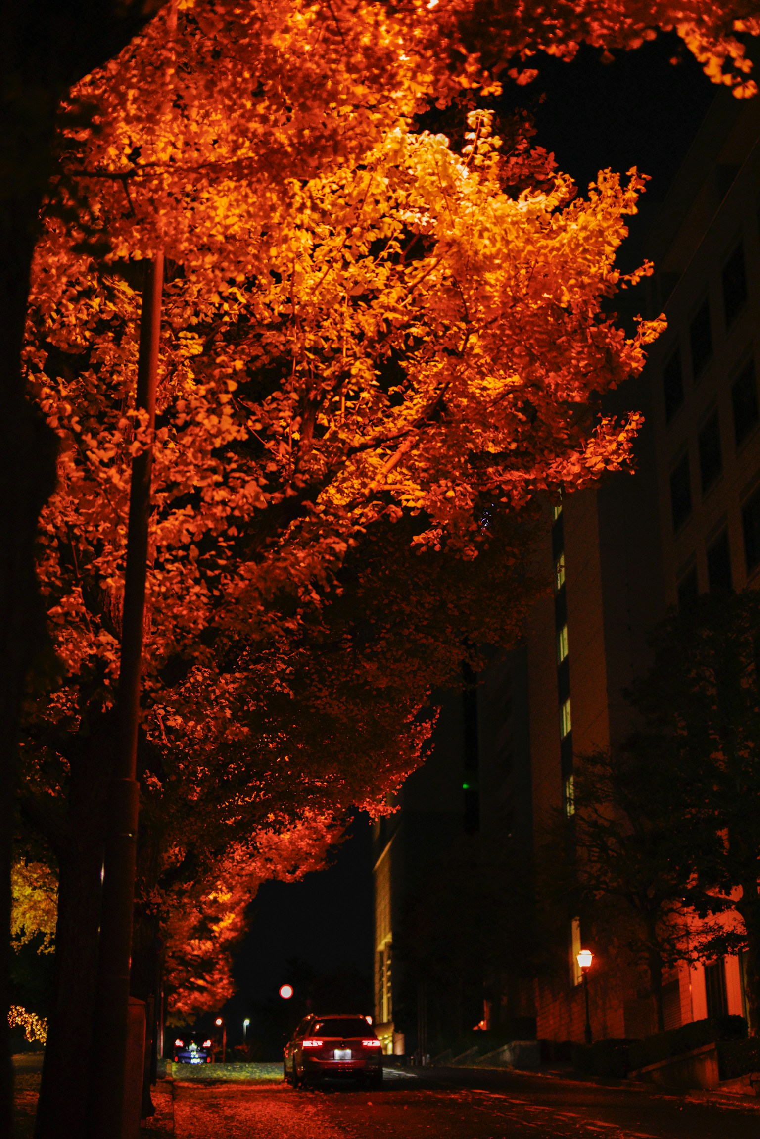 Street scene at night with trees displaying orange leaves