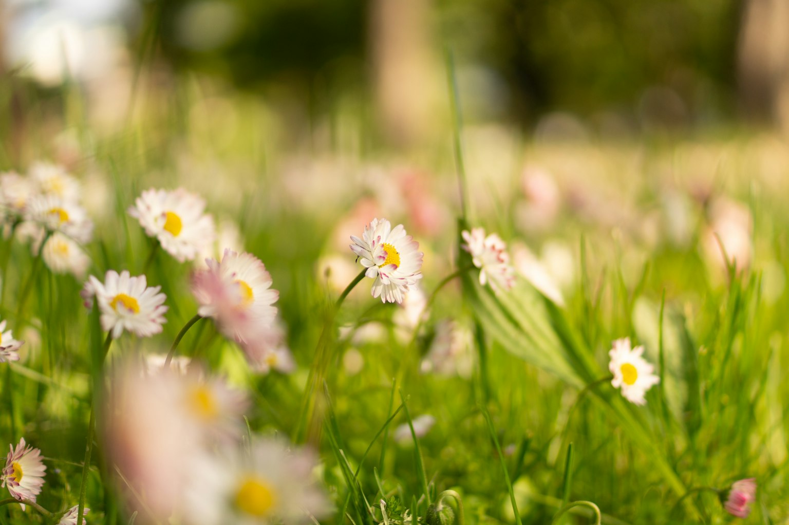 Close-up of a green meadow with colorful blooming flowers