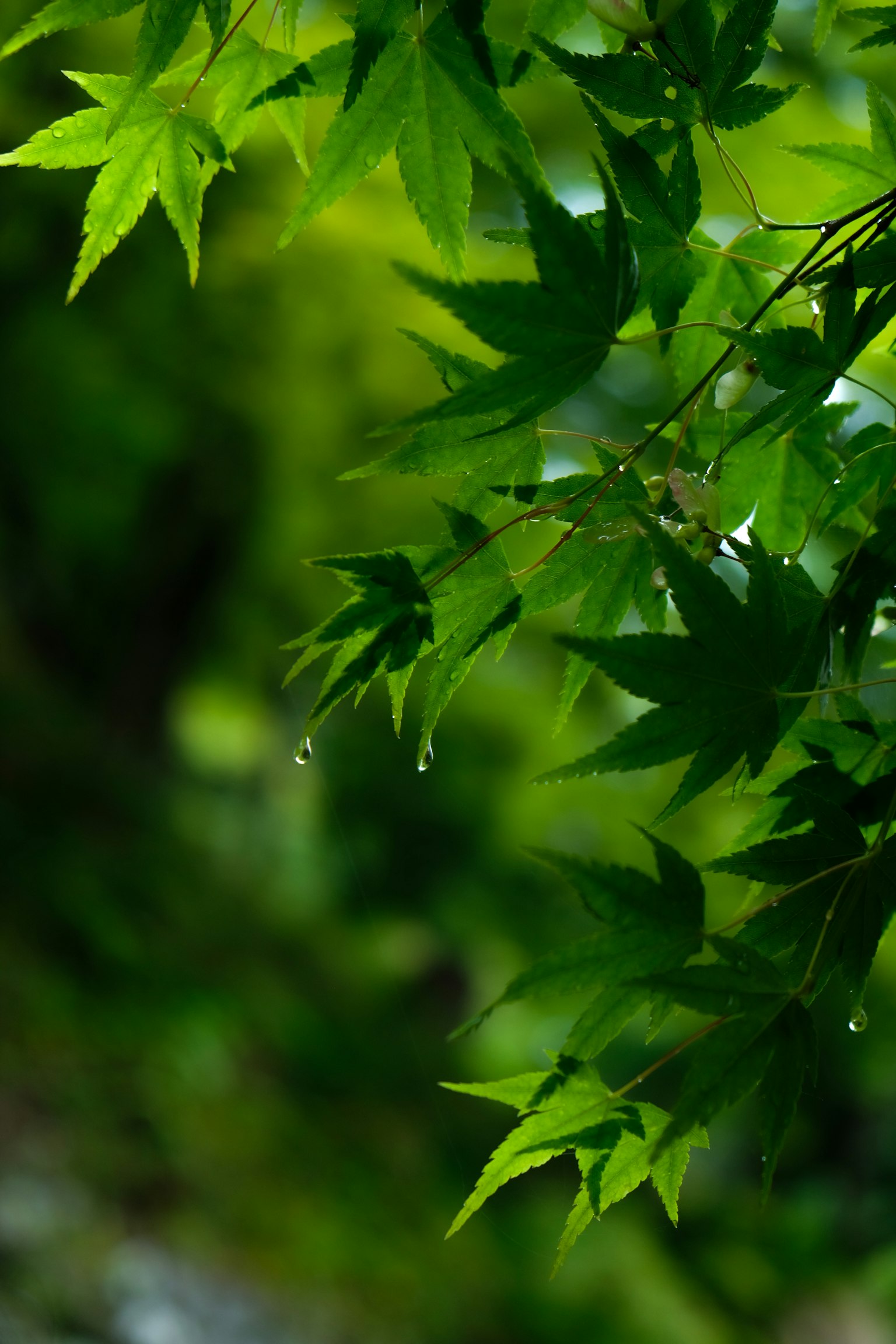 Photo of green leaves with water droplets