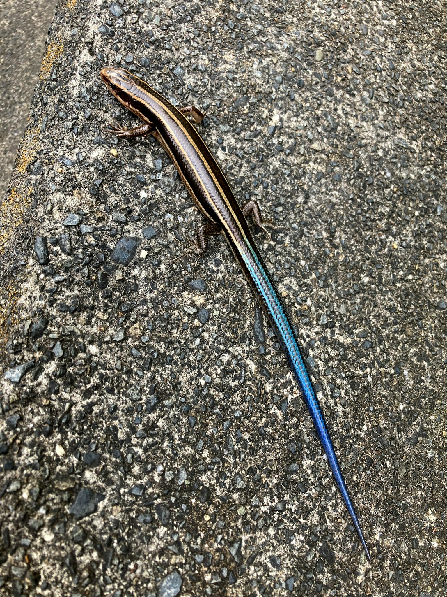 Un lagarto delgado con una cola azul descansando sobre el asfalto