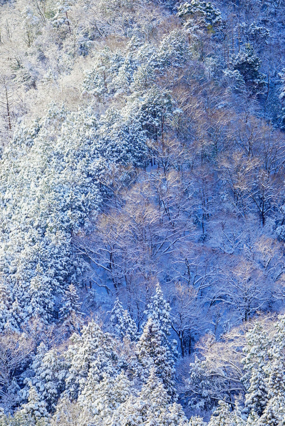 雪に覆われた木々が青い空気に包まれる冬の森