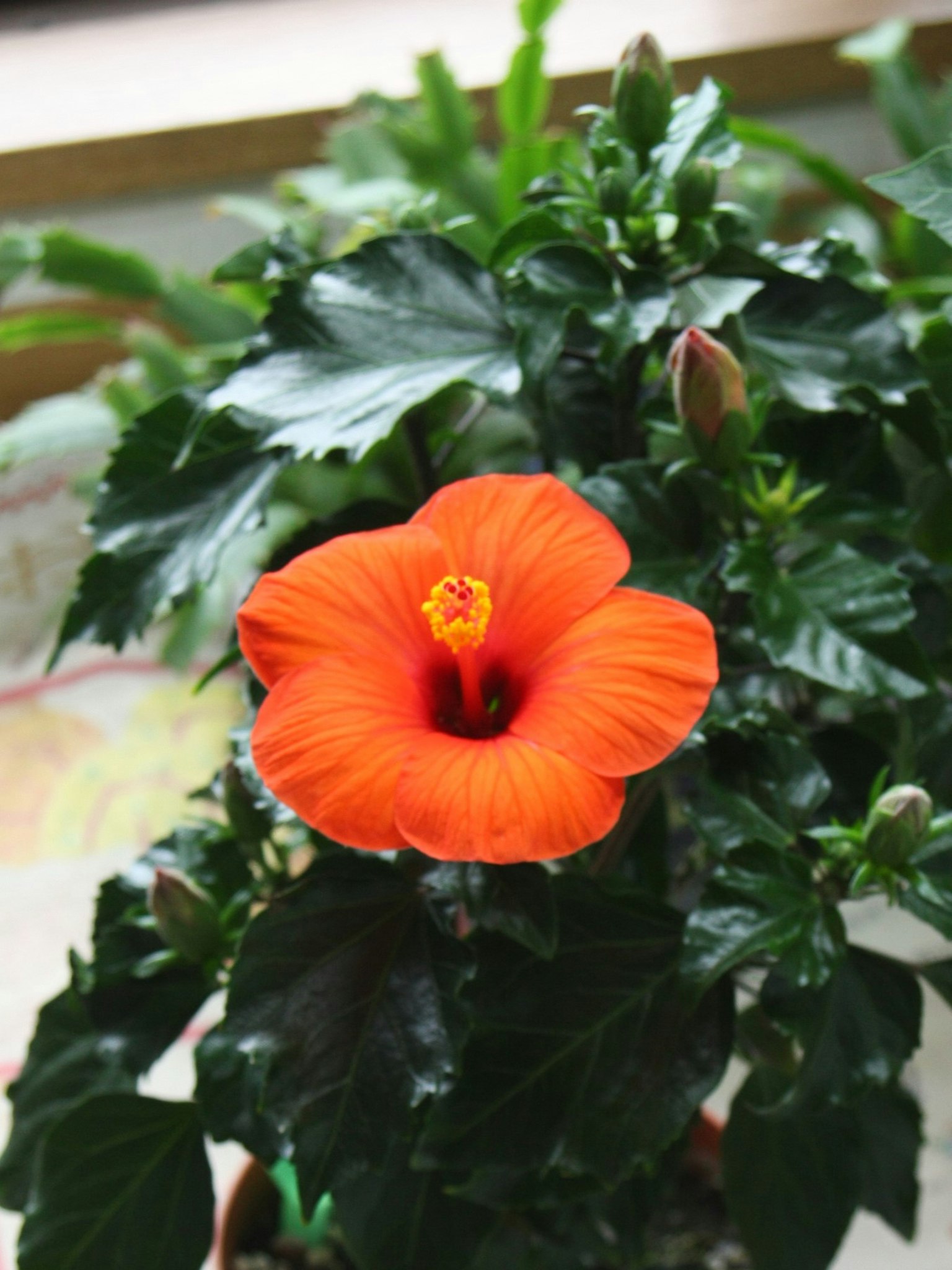 Fiore di ibisco arancione brillante circondato da foglie verdi