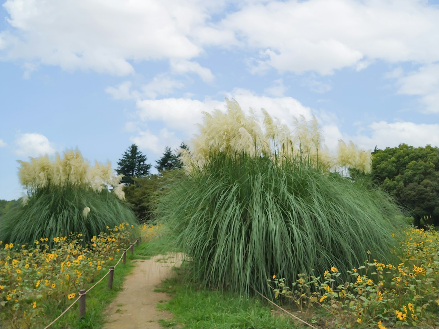 Pathway with blooming flowers and large grass clusters