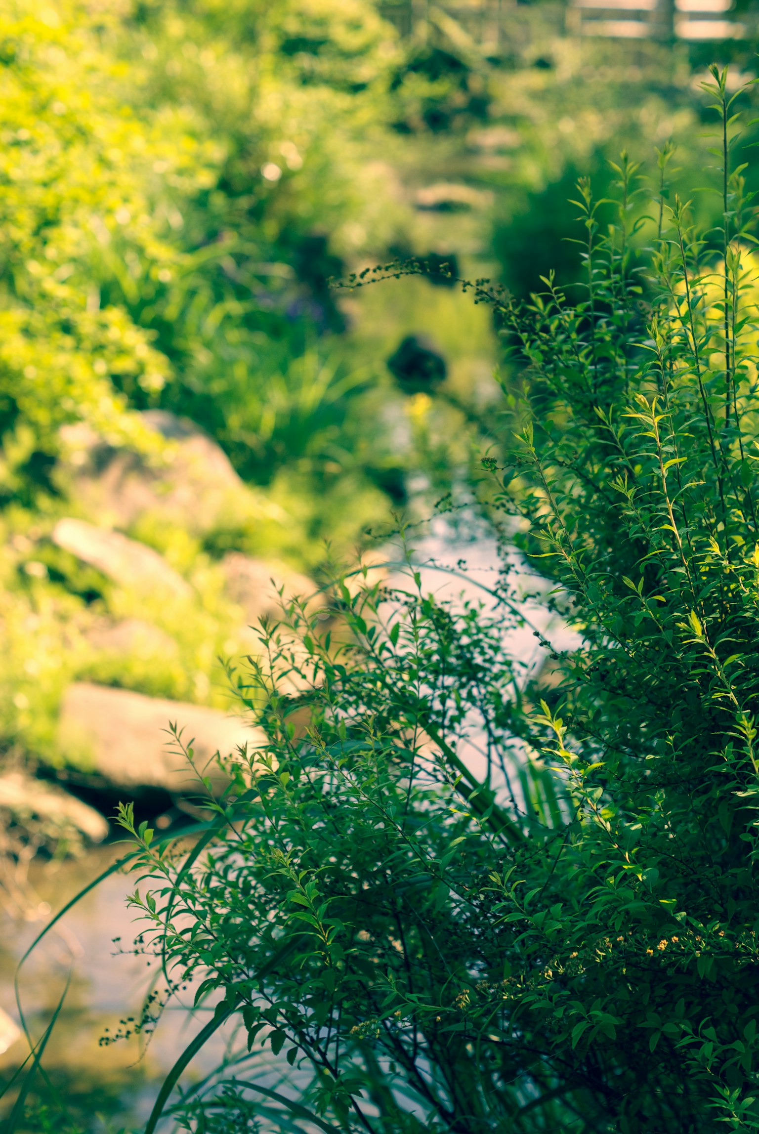 Lush greenery surrounding a flowing stream