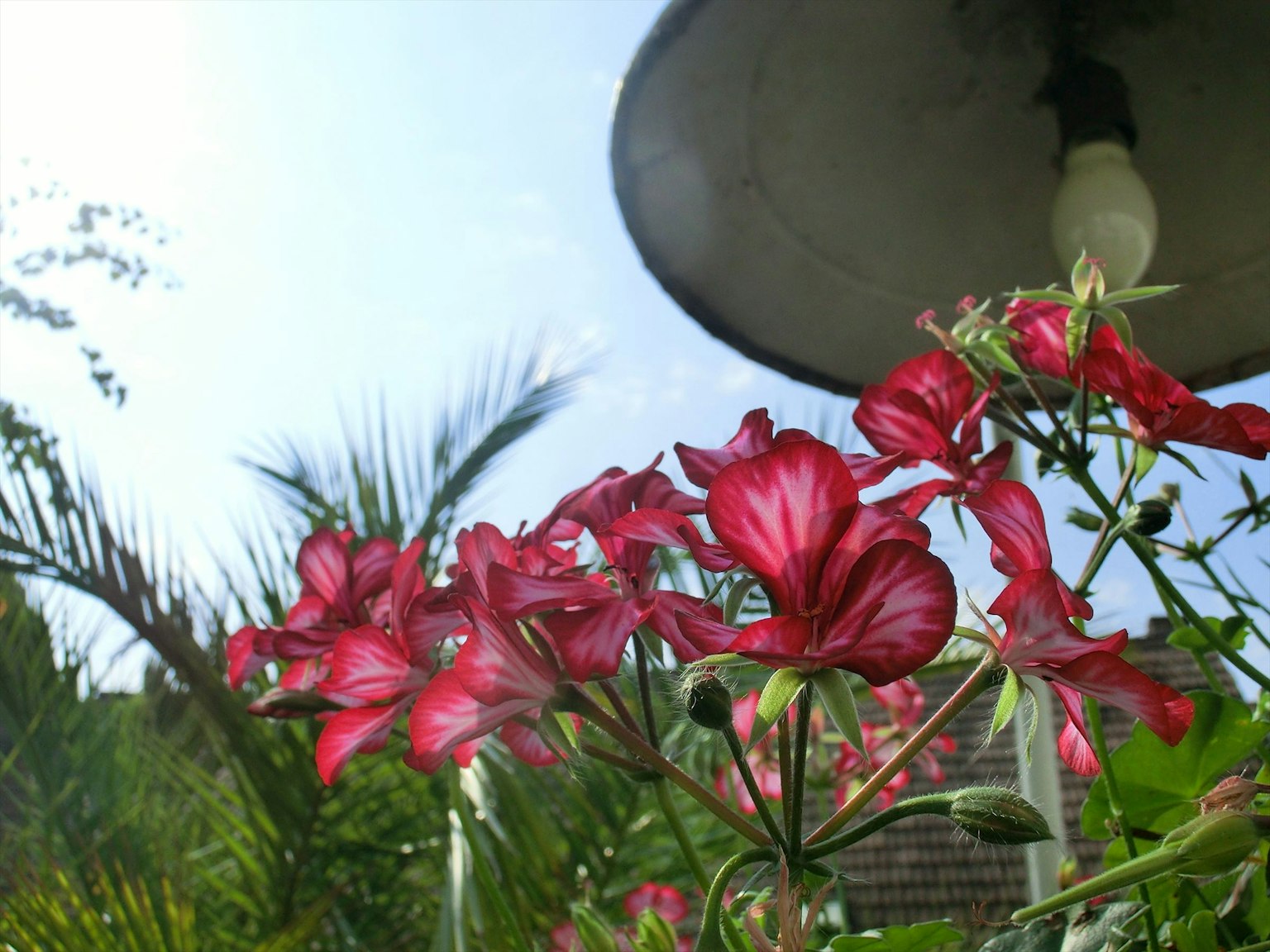 Une scène de jardin avec des fleurs rouges en fleurs et un ciel bleu en arrière-plan