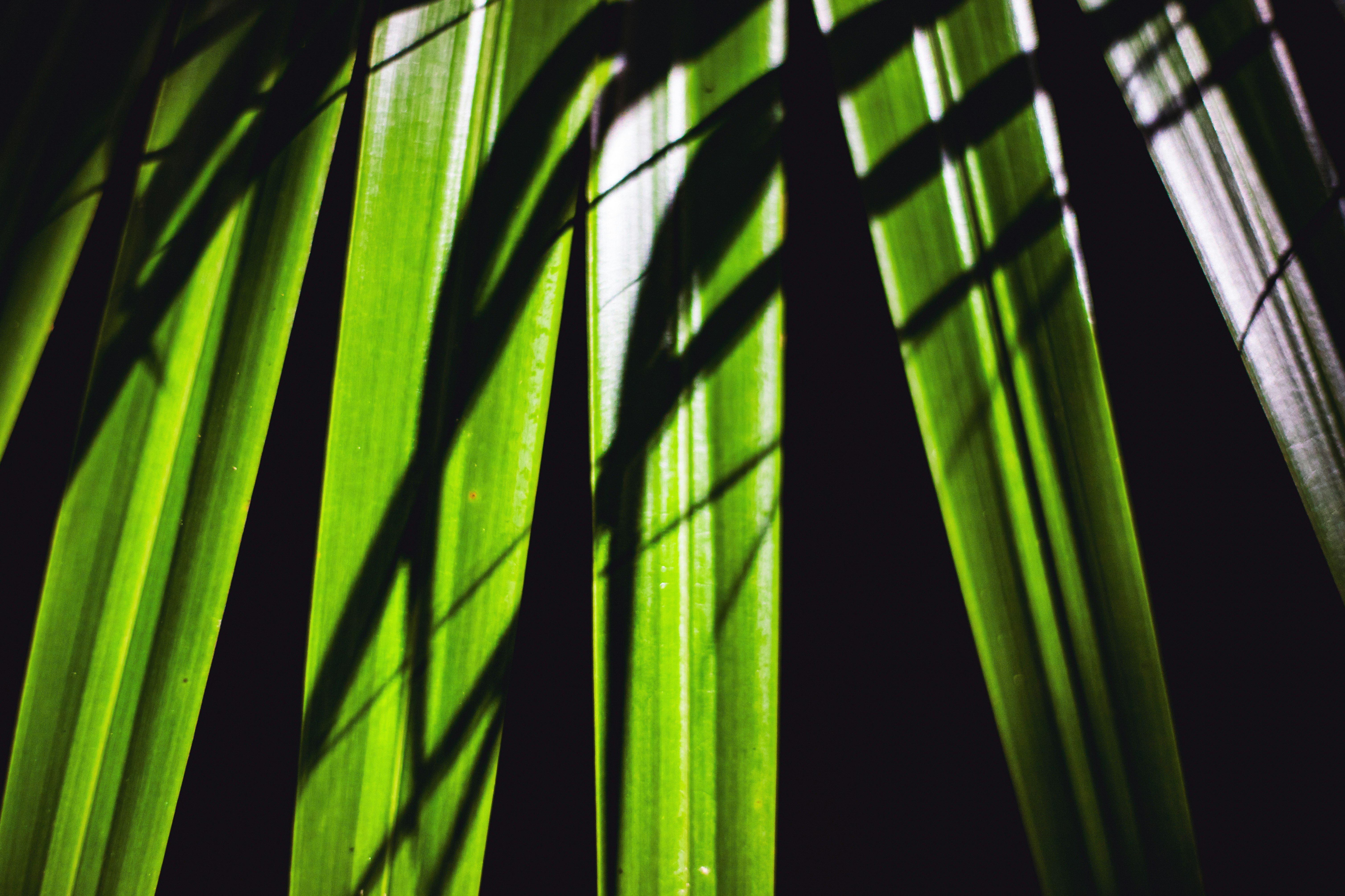 緑の葉の影が差し込む室内の植物