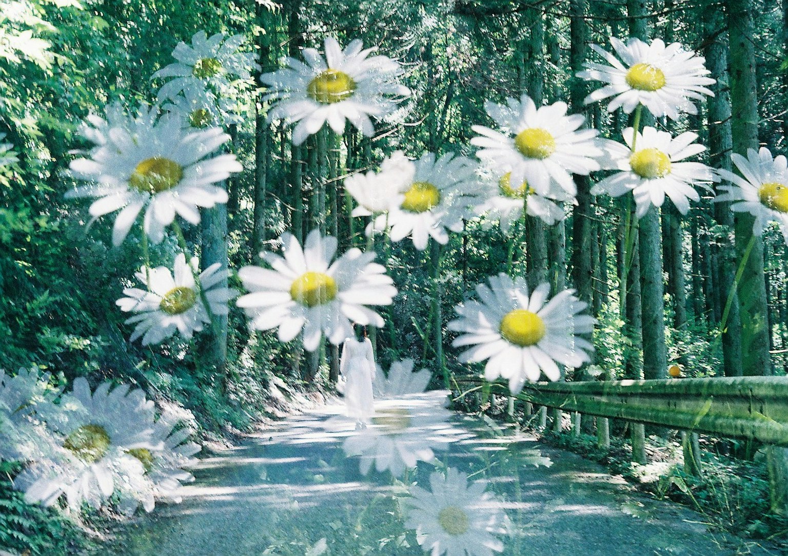 Des marguerites blanches flottant sur un chemin forestier verdoyant