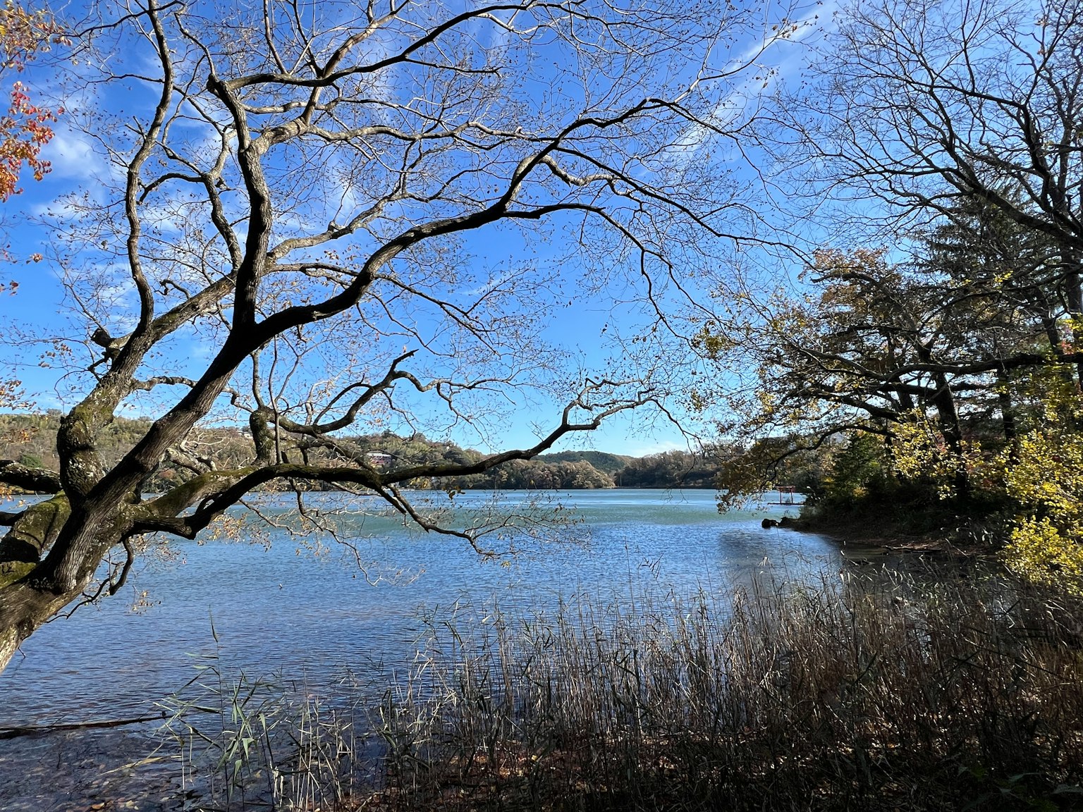 Autumn landscape with a lake and blue sky bare tree branches near the water