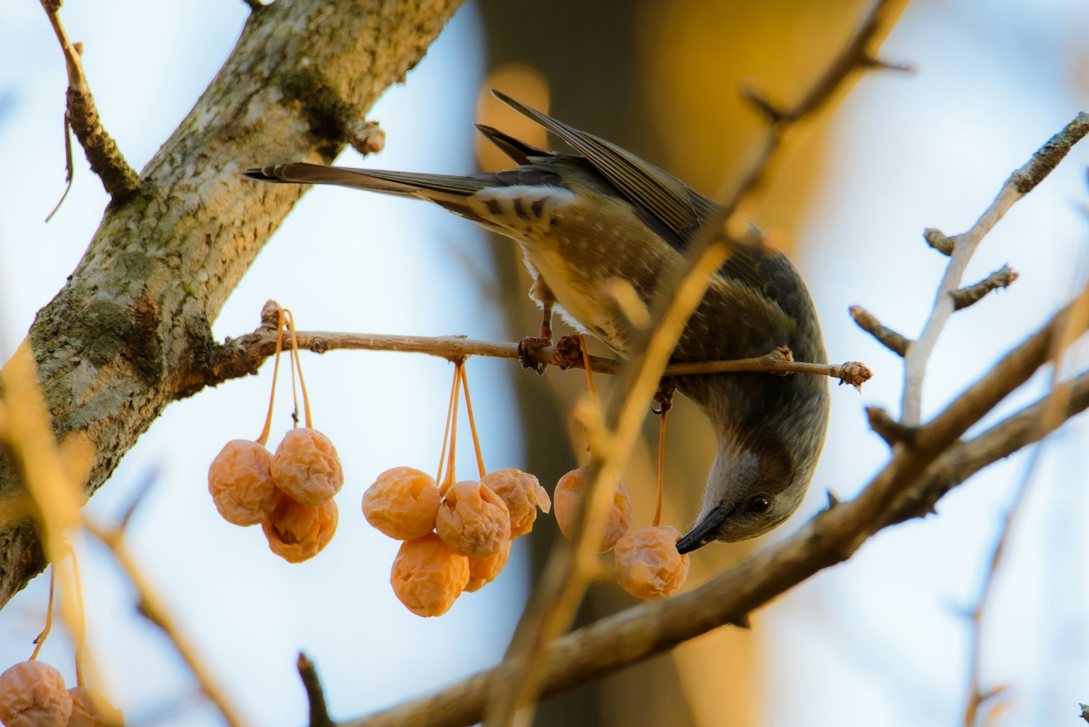 Un pequeño pájaro alimentándose de frutas colgantes de una rama