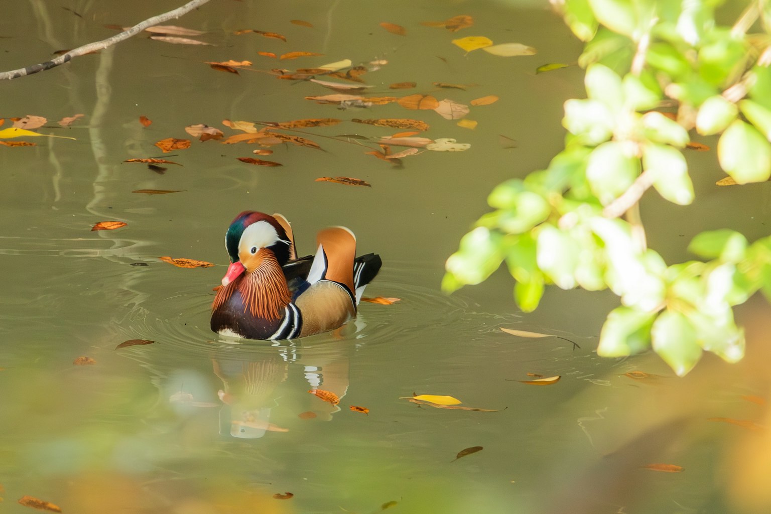 Paar Mandarinenten, die auf dem Wasser schwimmen, mit Herbstblättern