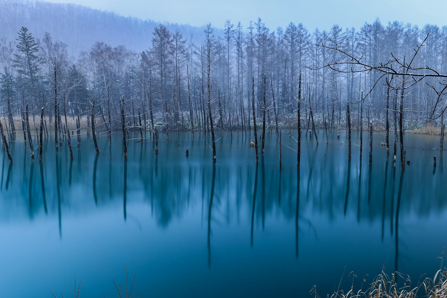 Paesaggio invernale con alberi slanciati riflessi in una superficie d'acqua blu
