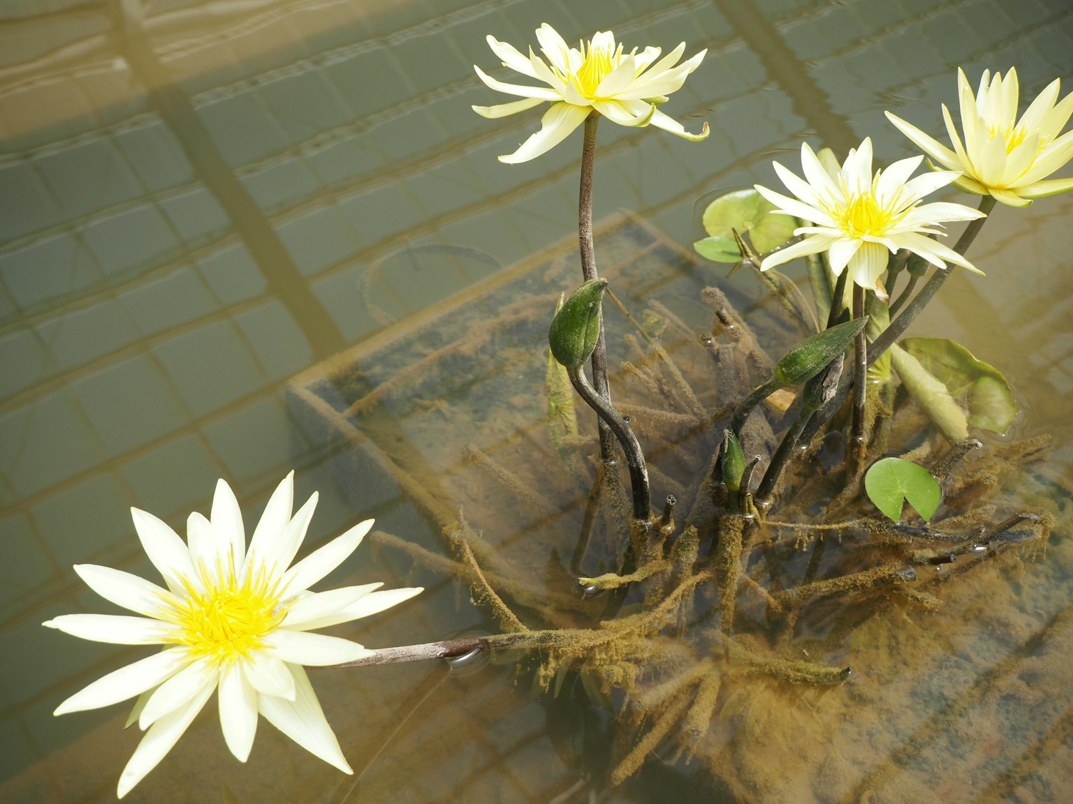 Fiori di ninfea gialli che sbocciano sulla superficie dell'acqua con foglie verdi